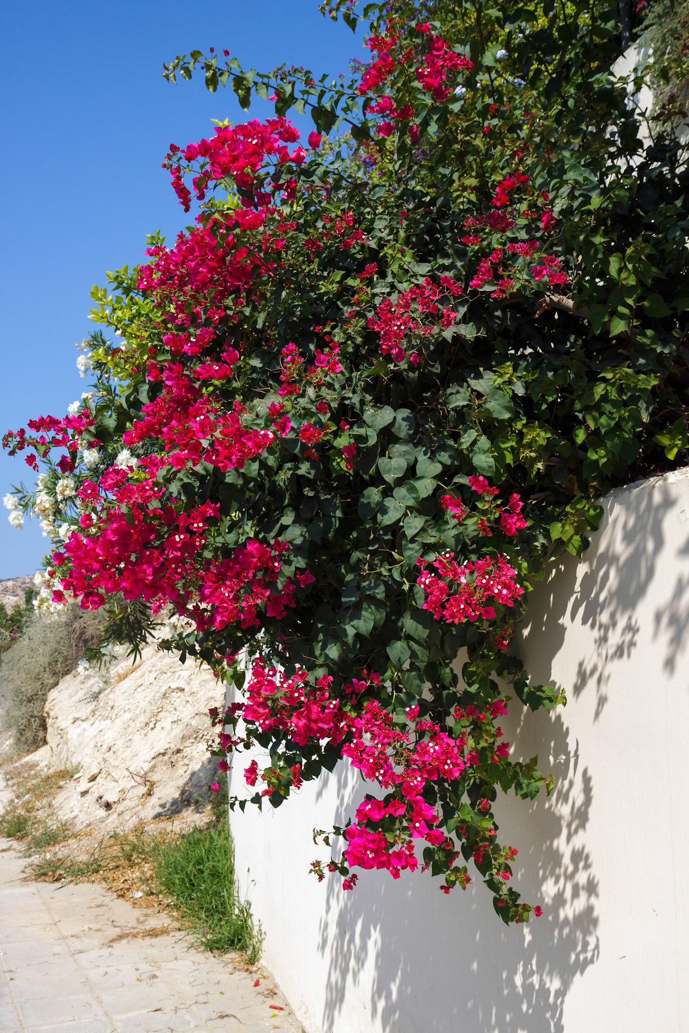 Red Bougainvillea (Bougainvillea glabra) Flowering in Cyprus