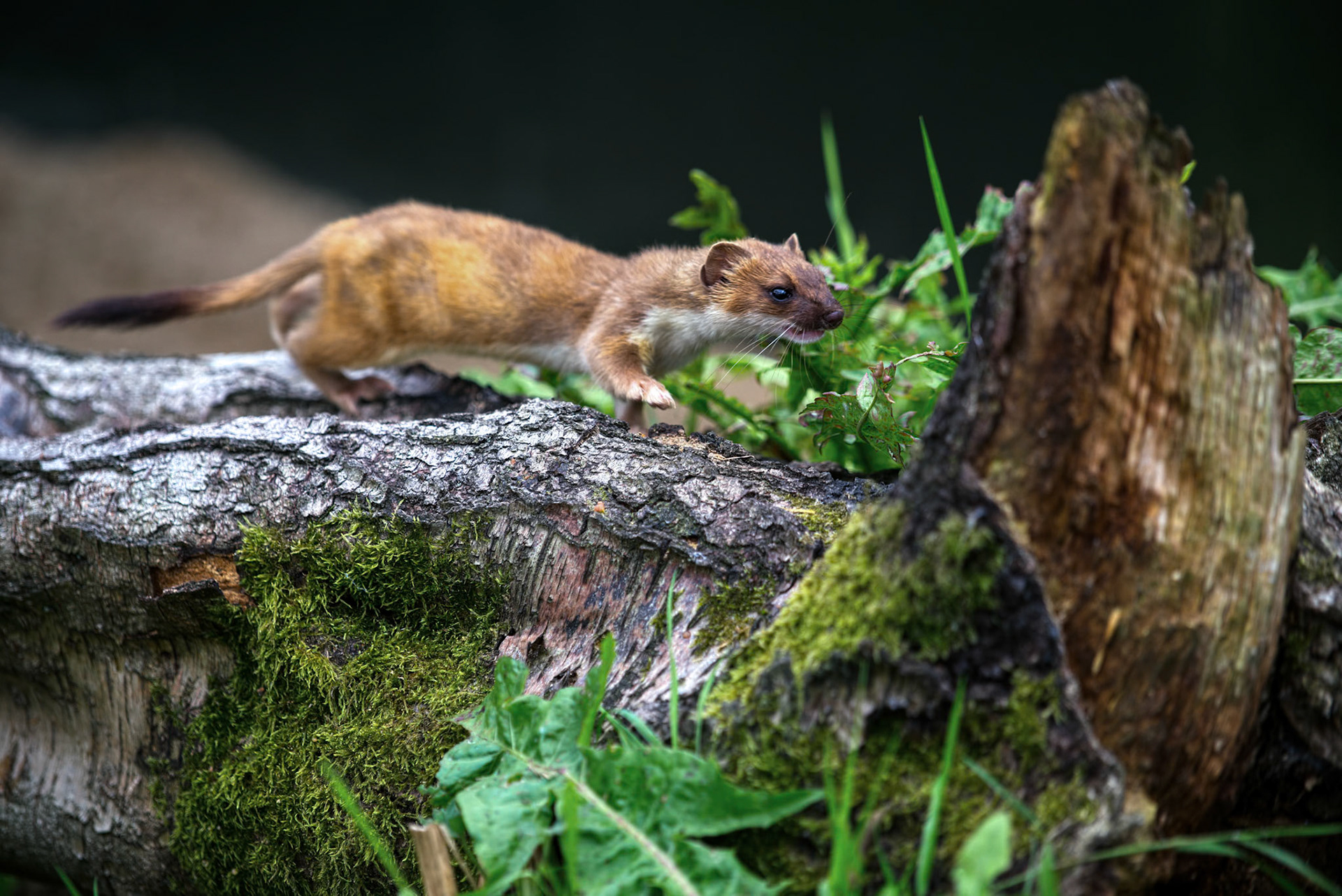 Least Weasel (Mustela nivalis)