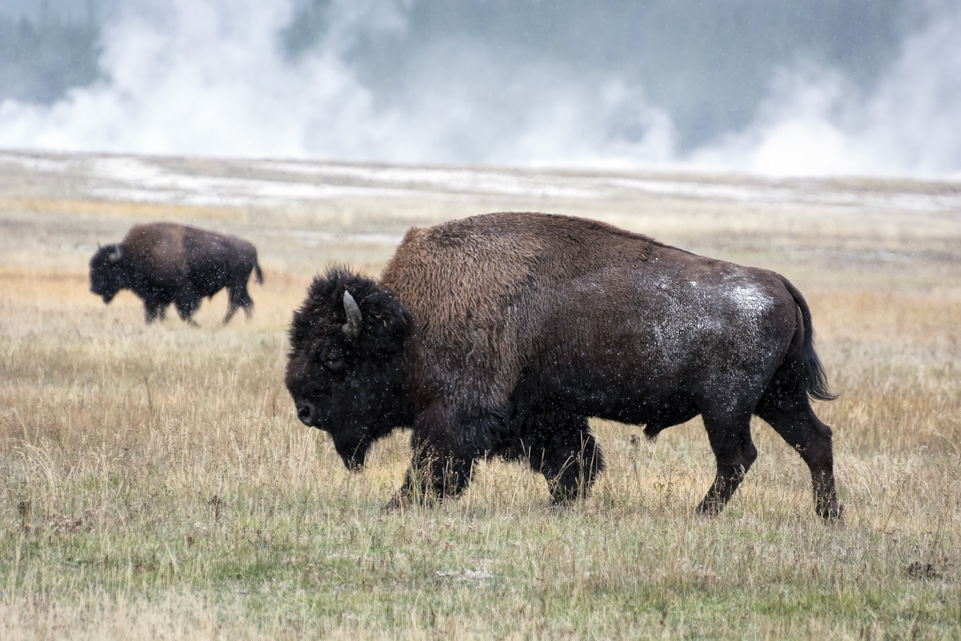 American Bison (Bison bison)