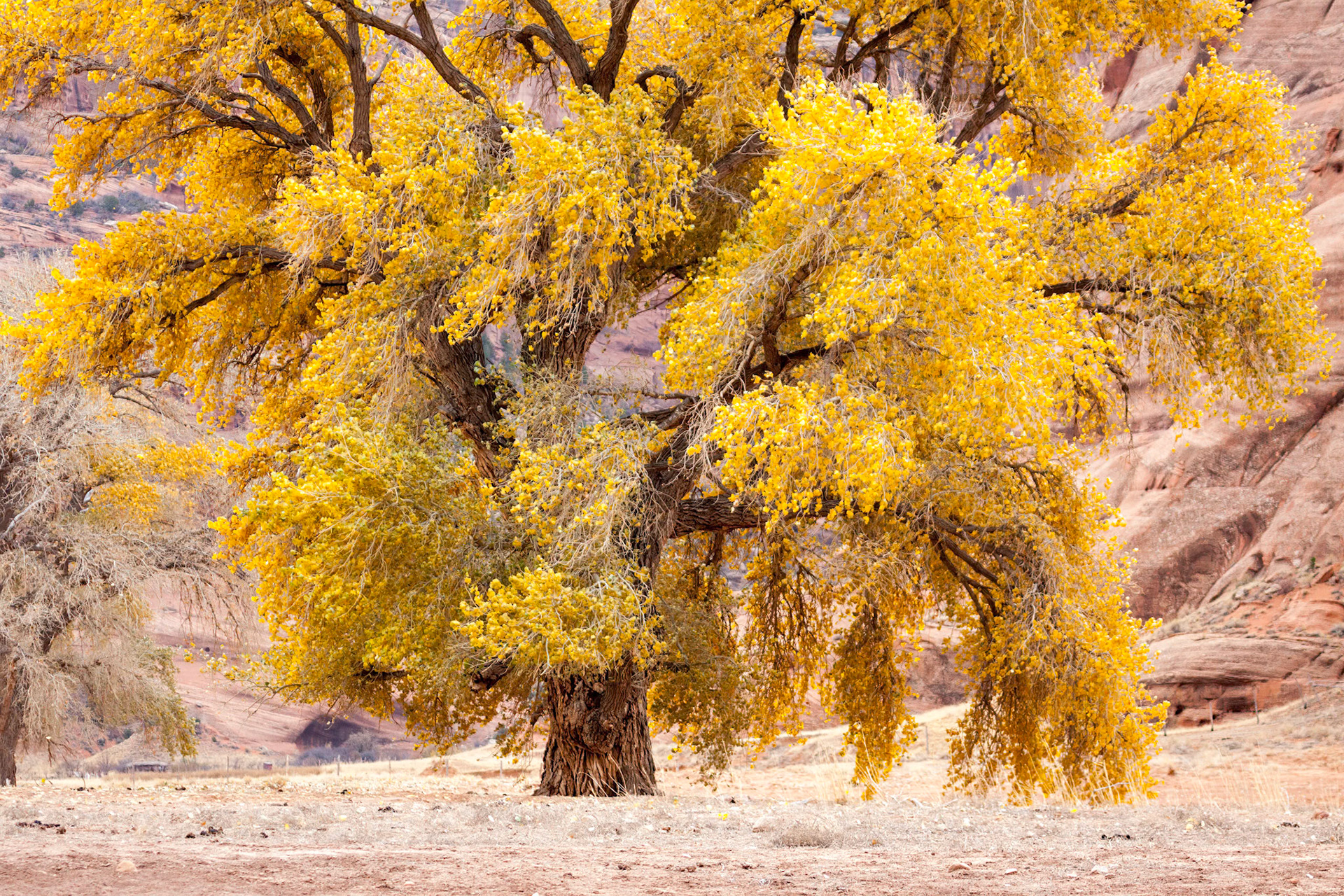 Cottonwood Tree