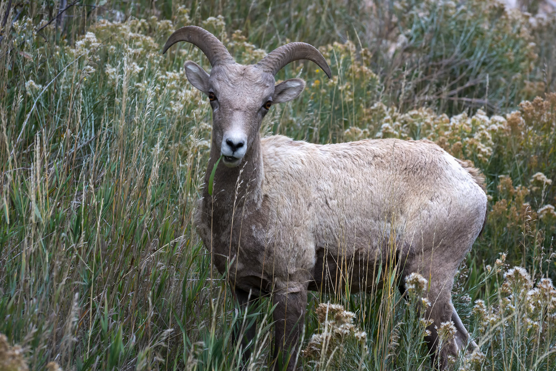 Bighorn Sheep (Ovis canadensis)
