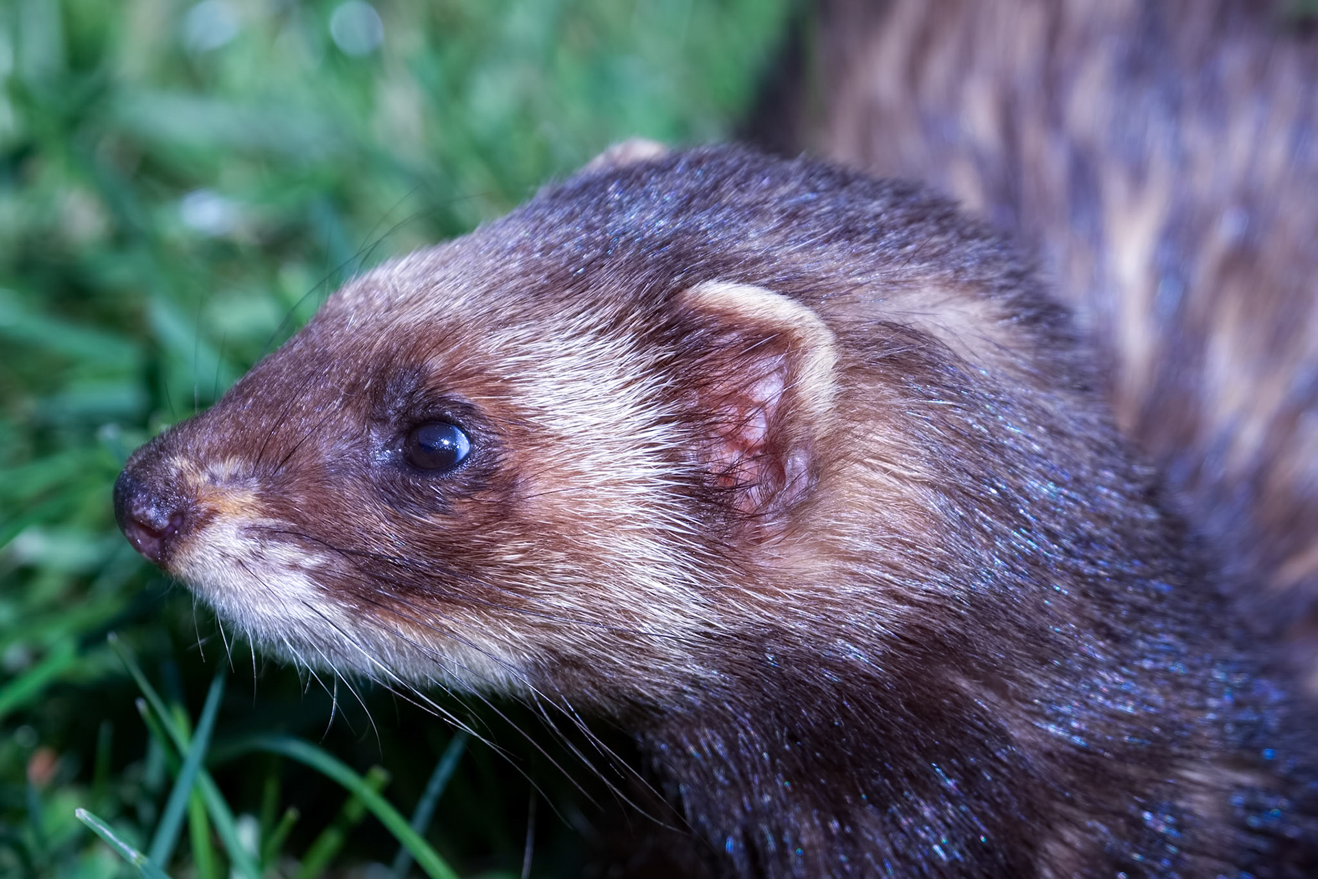Close-up shot of an European Polecat (mustela putorius)