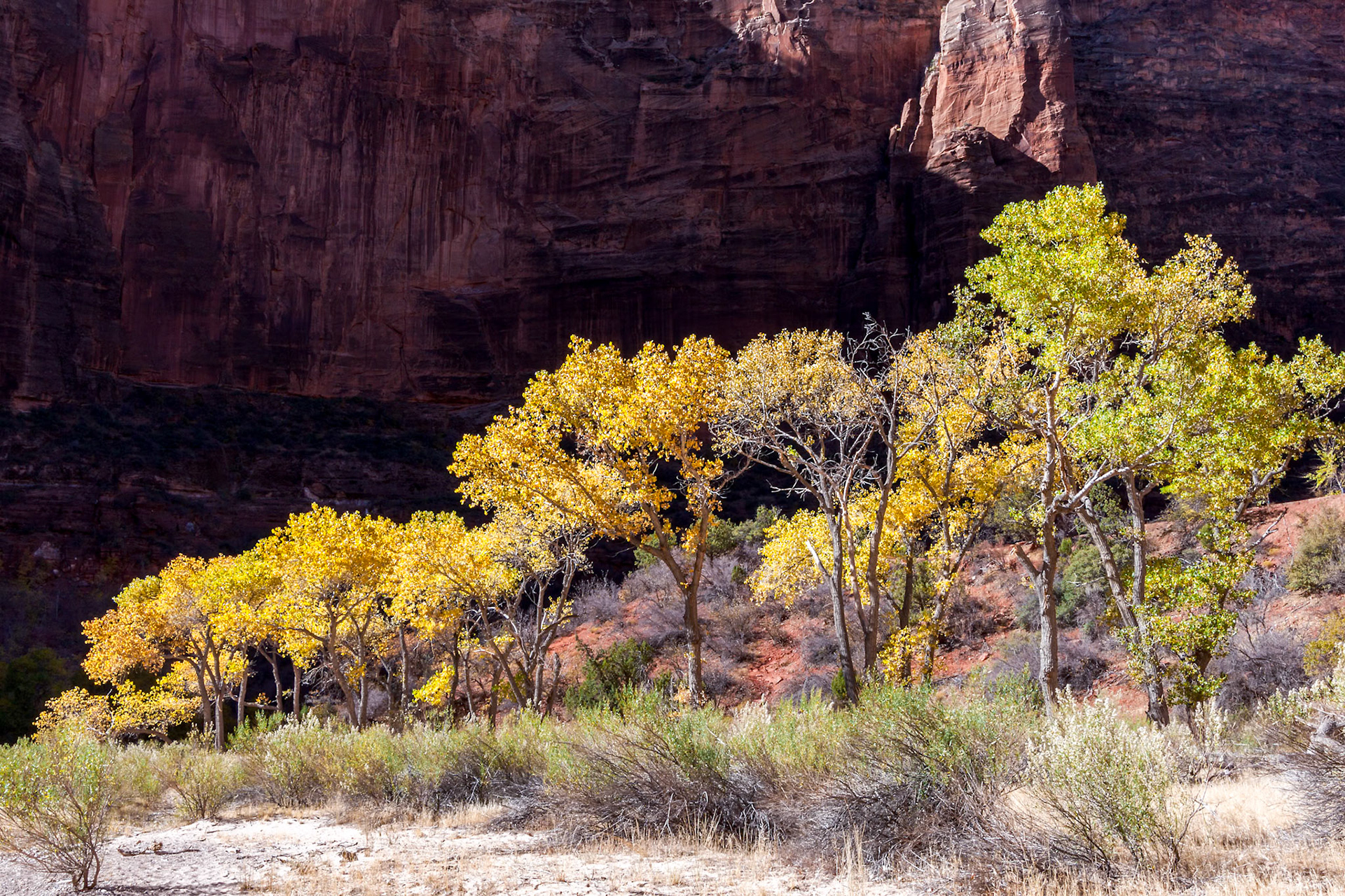 Golden Foliage in Zion National Park