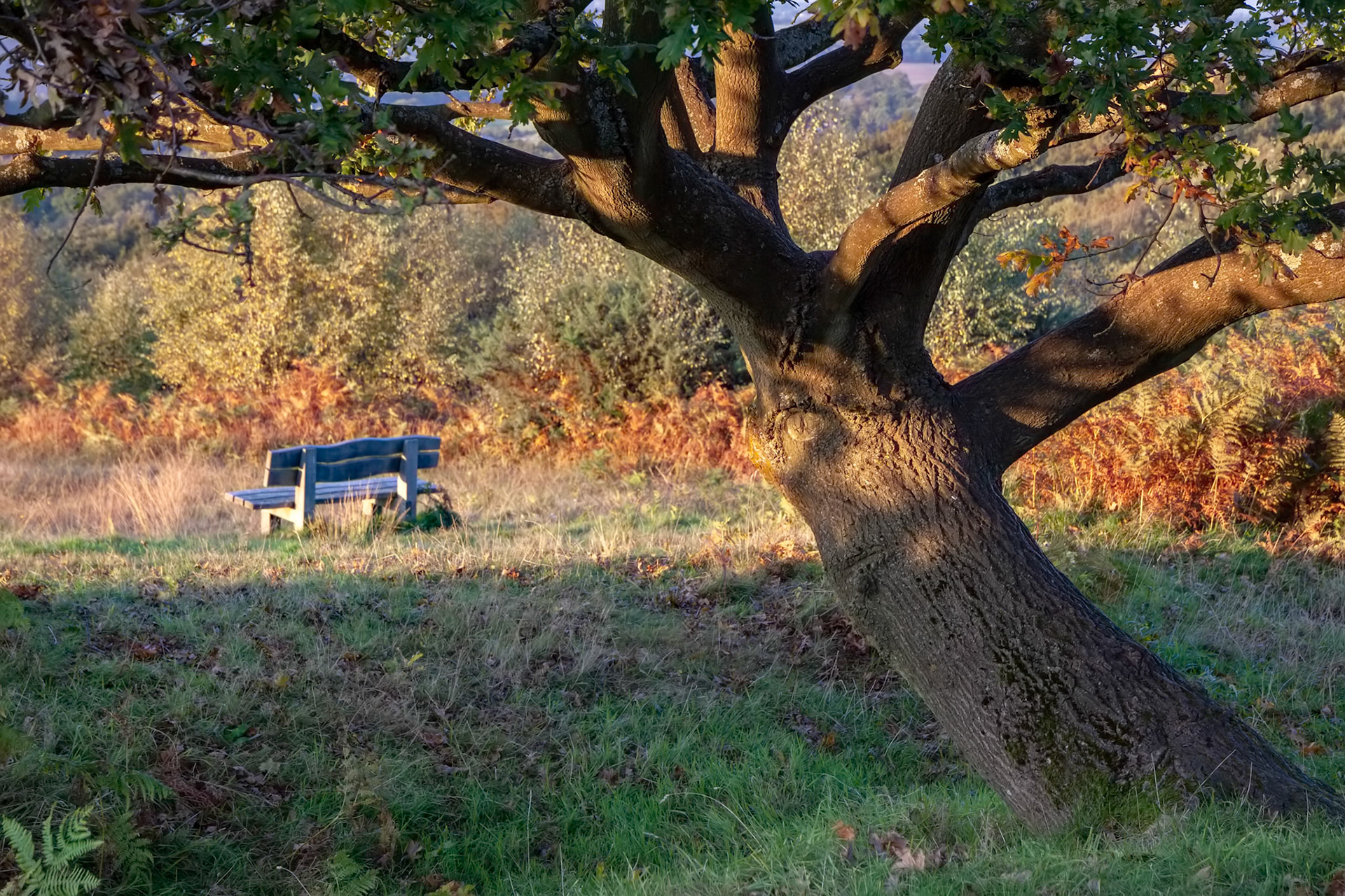 Autumn Sunshine on an Oak Tree in the Ashdown Forest
