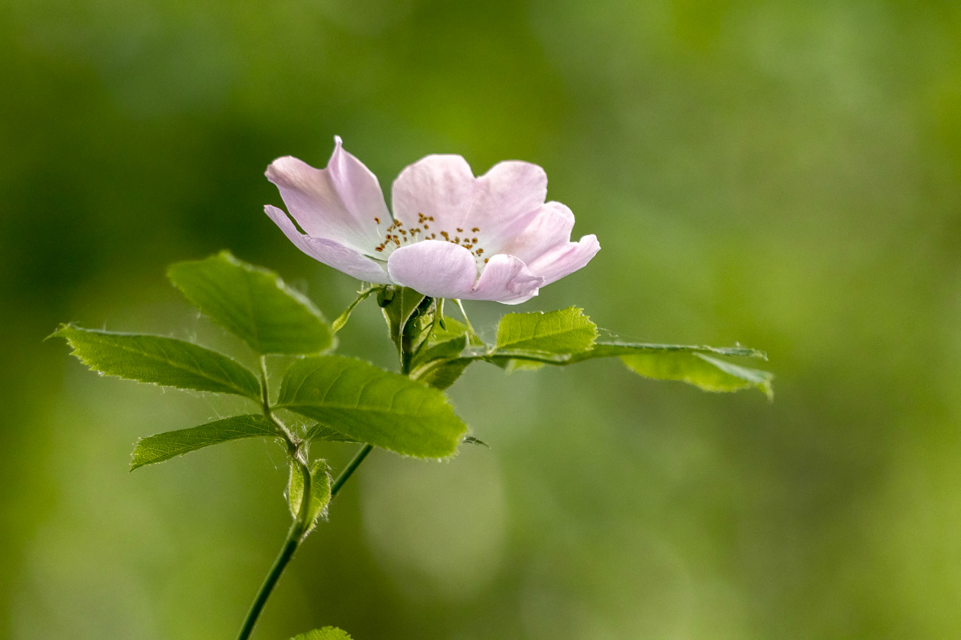 Wild pink Dog Rose (Rosa canina) flowering in springtime