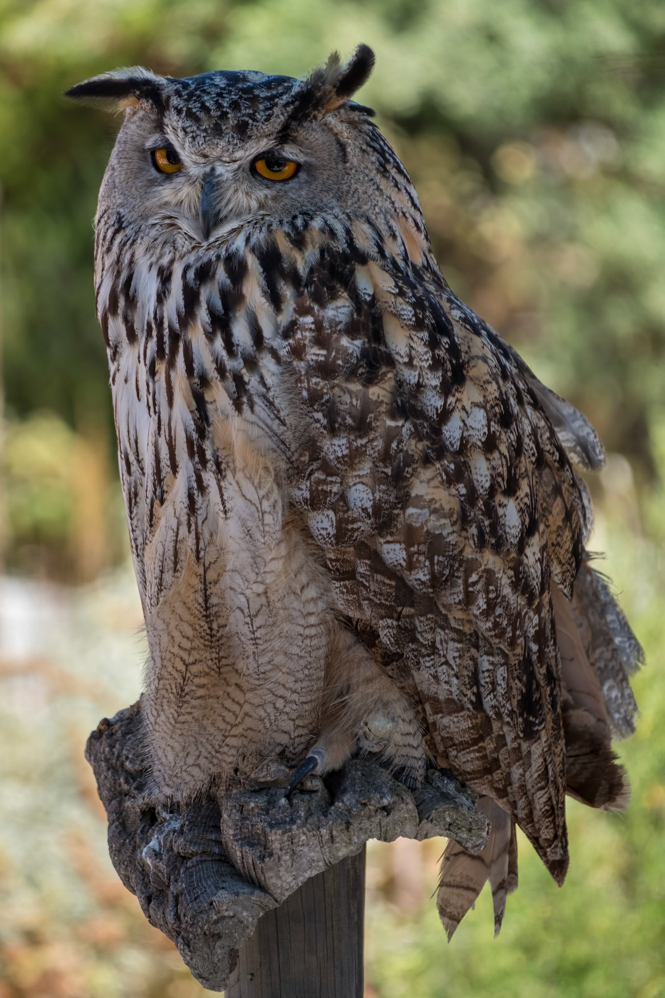 BENALMADENA, ANDALUCIA/SPAIN - JULY 7 : Eurasian Eagle-Owl (Bubo bubo) at Mount Calamorro near Benalmadena in Spain on July 7, 2017