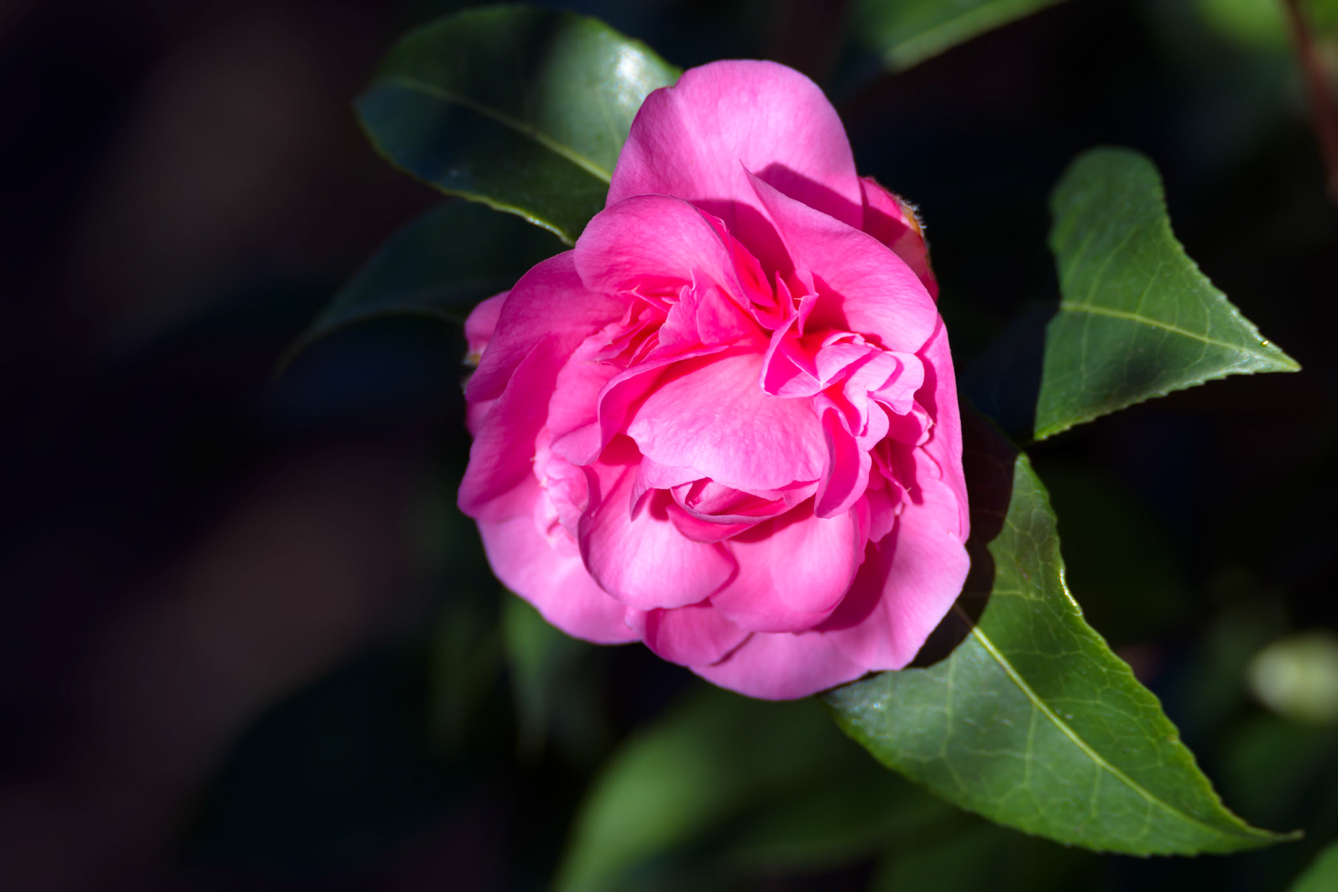 Pink Camellia in full bloom in wintertime