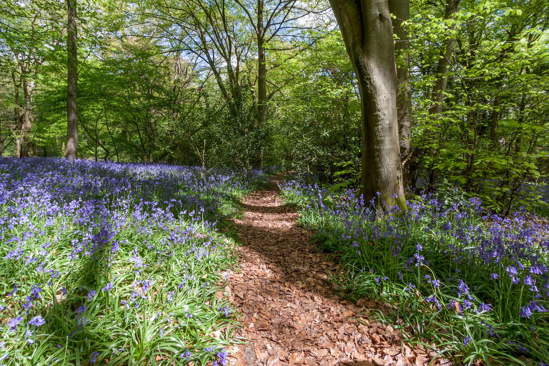 Bluebells in Staffhurst Woods near Oxted Surrey