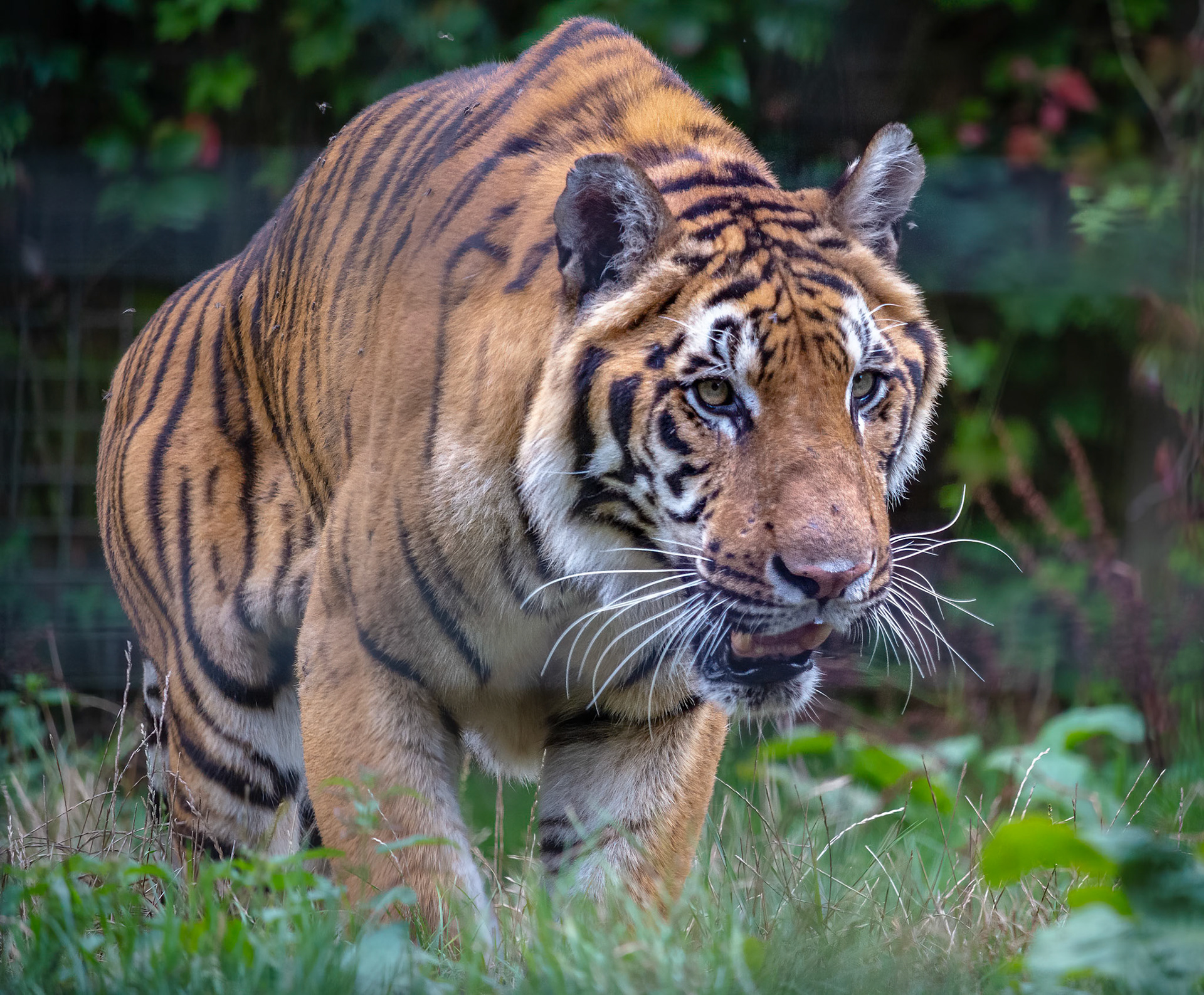 Siberian Tiger (Panthera tigris altaica)