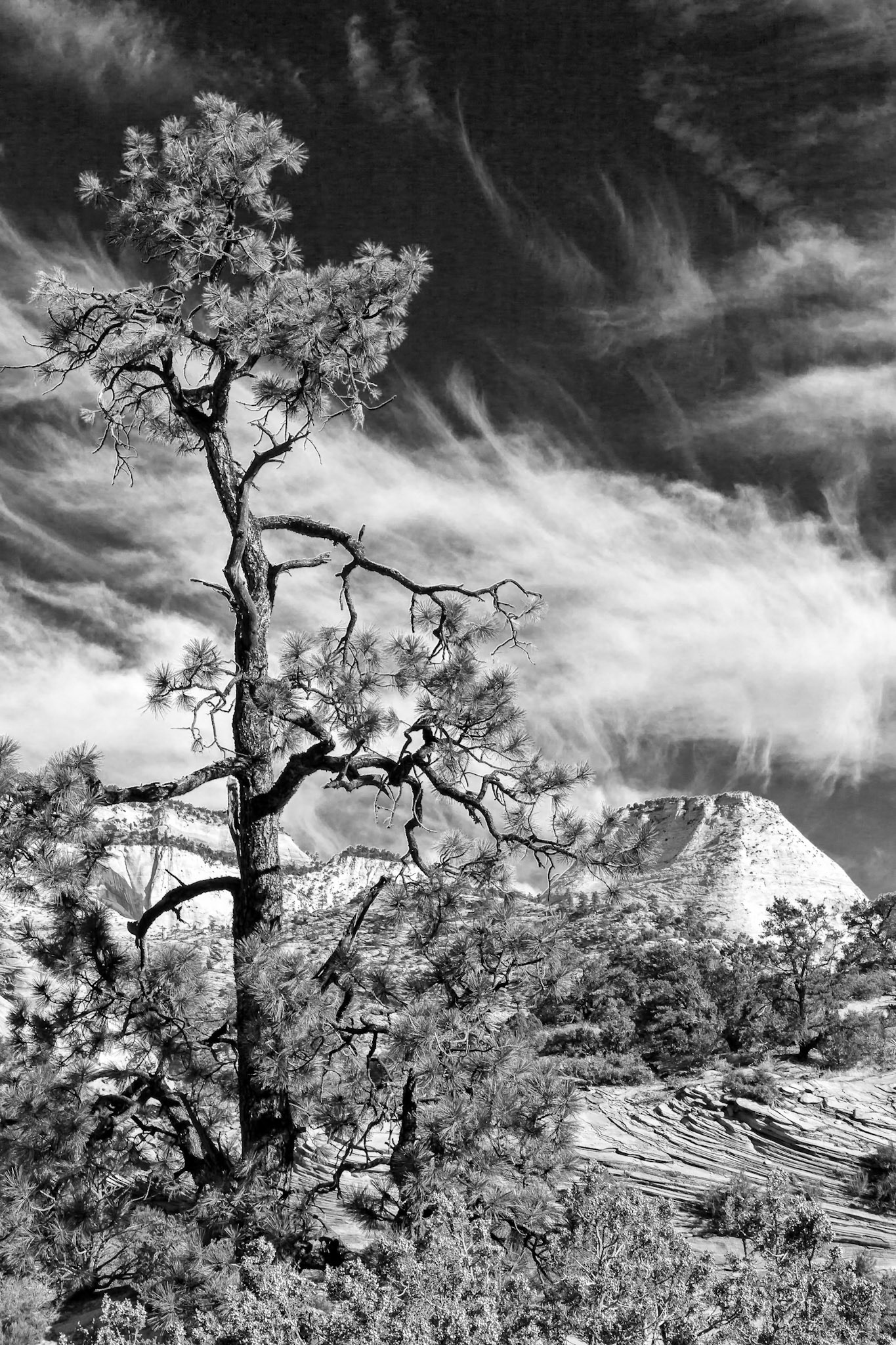 Pine Tree Zion National Park