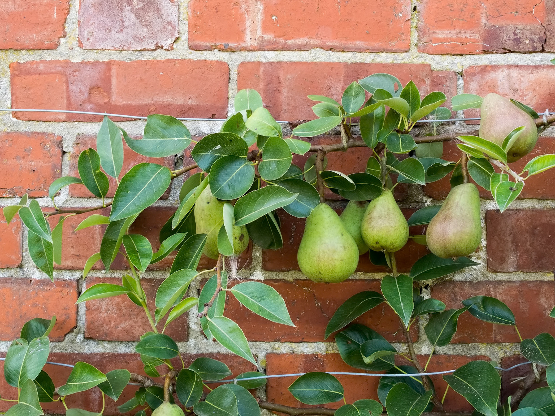 Pears growing against a brick wall in Kent