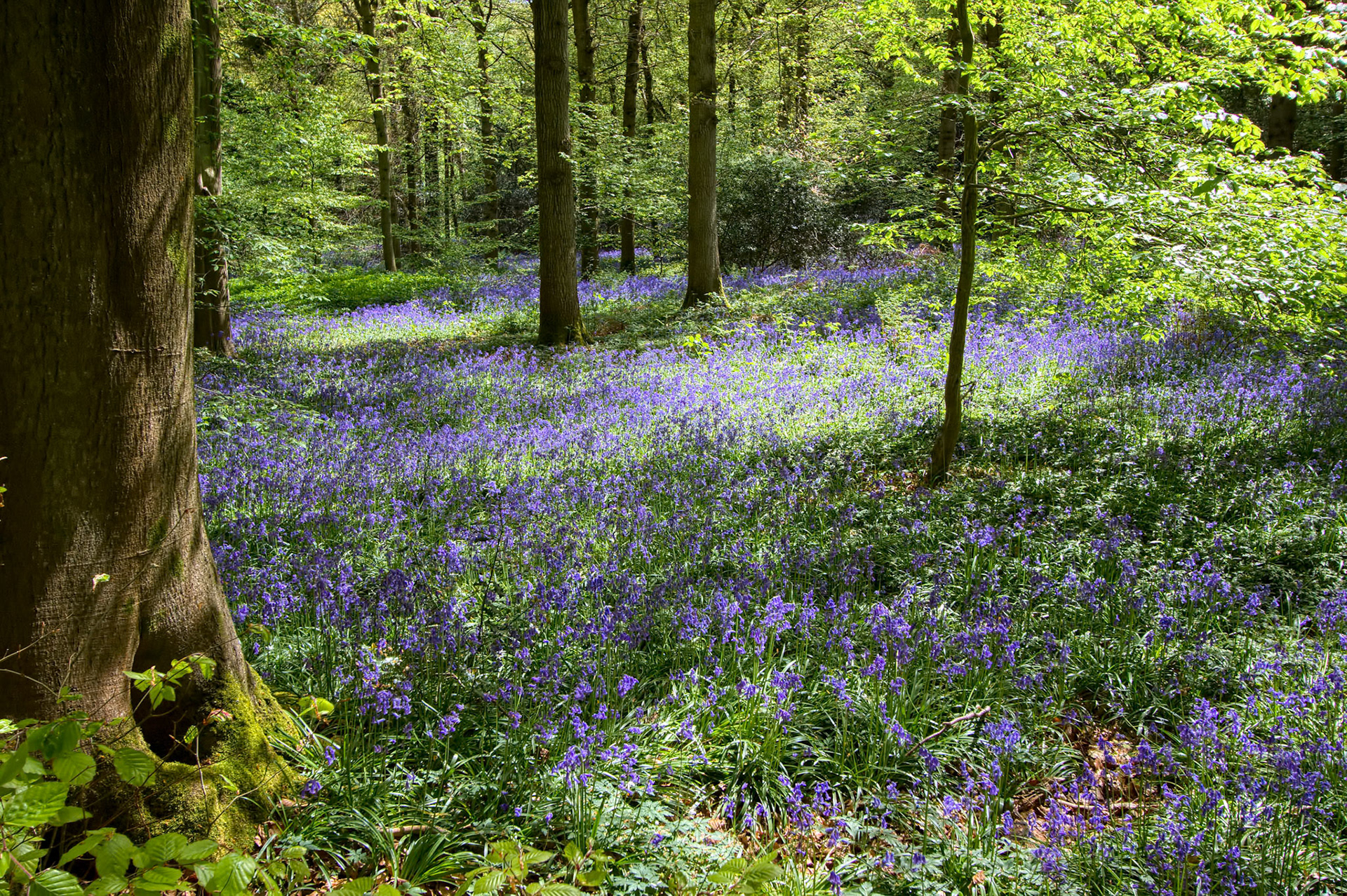 Bluebells in Staffhurst Woods near Oxted Surrey