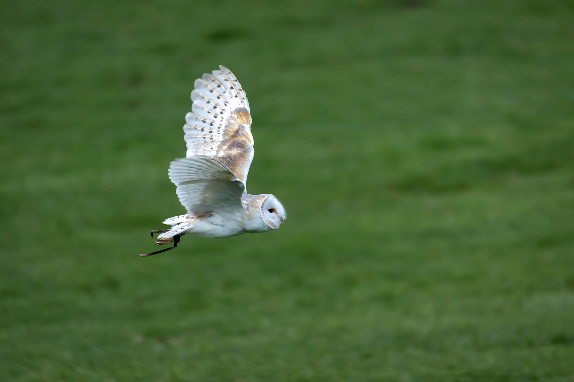 Barn Owl (Tyto alba)