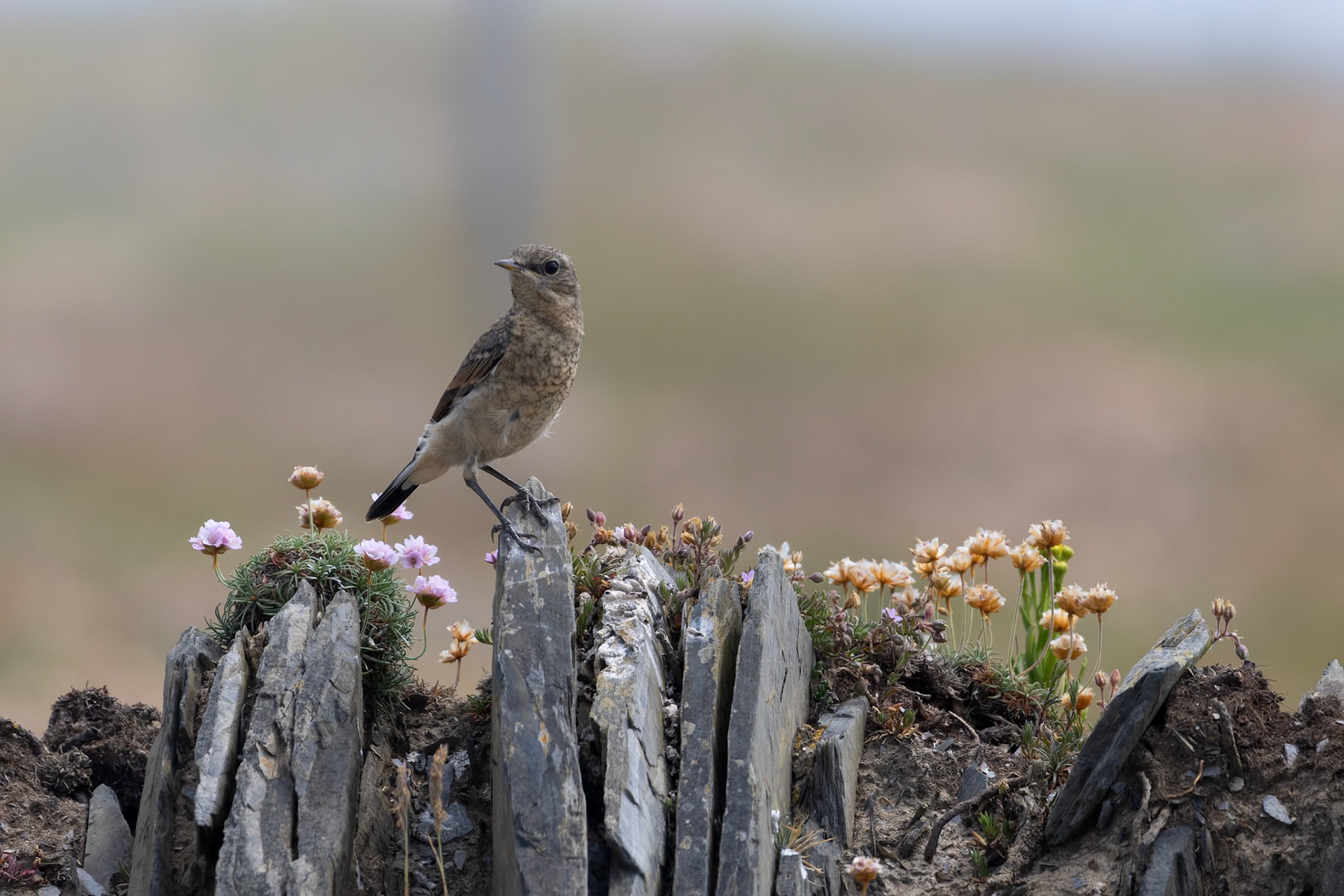 Rock Pipit, Anthus petrosus, resting on a stone wall near Padstow