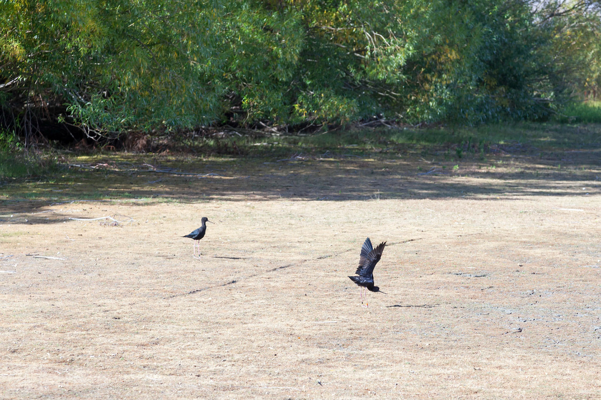 Black Stilt (Himantopus novaezelandiae)