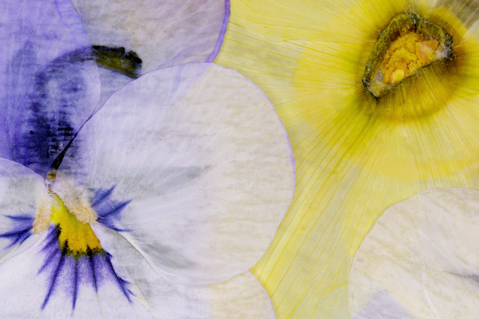 Pressed Flowers Abstract