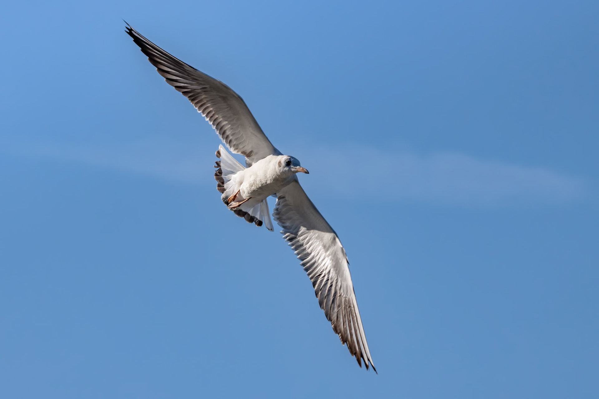 Black-headed gull (Chroicocephalus ridibundus) Flying over Hedgecourt Lake