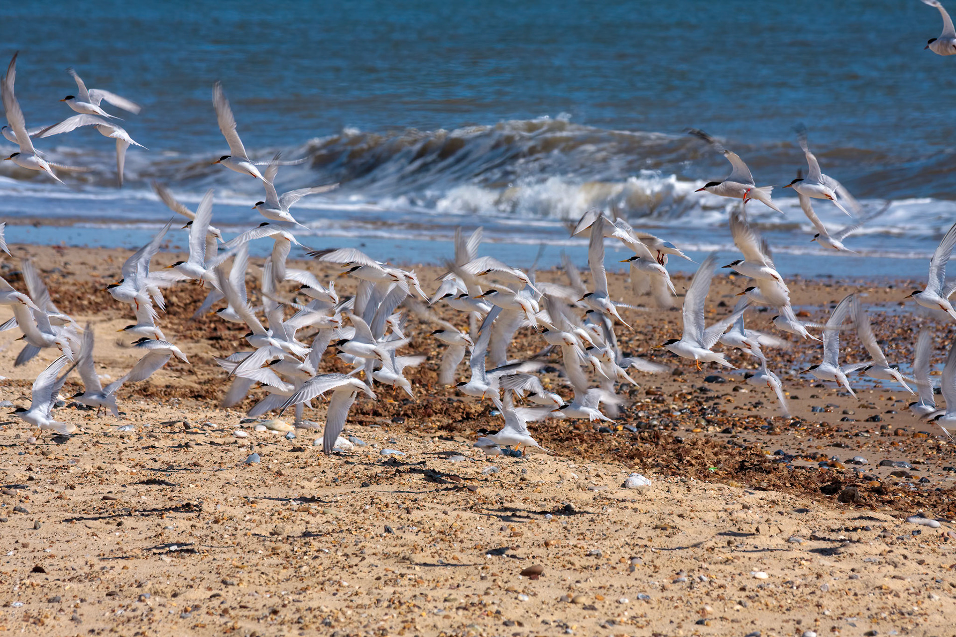 Little Terns (Sternula albifrons) Flying along the Beach at Winterton-on-Sea