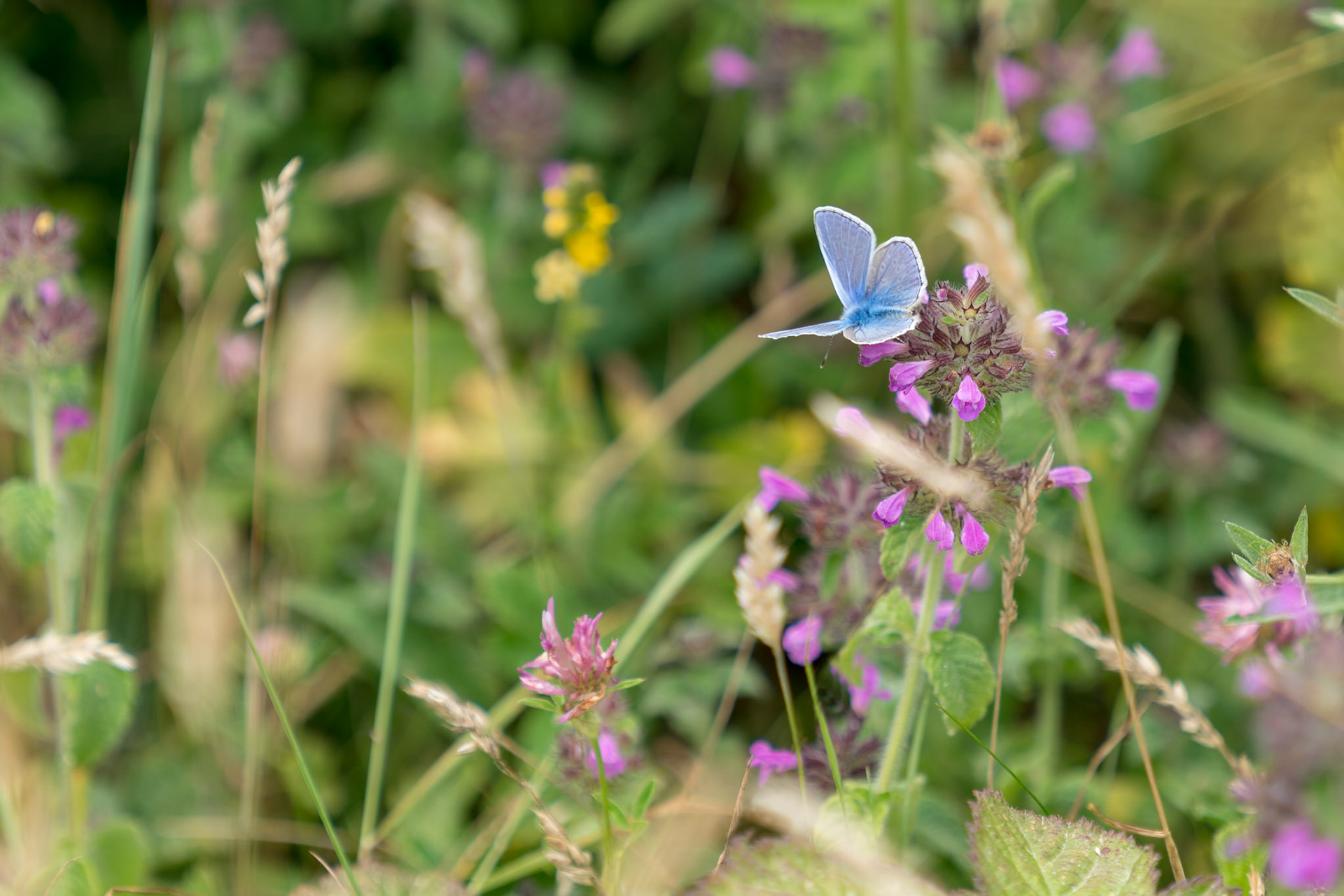 Adonis Blue Butterfly (Polyommatus bellargus) feeding on a pink flower