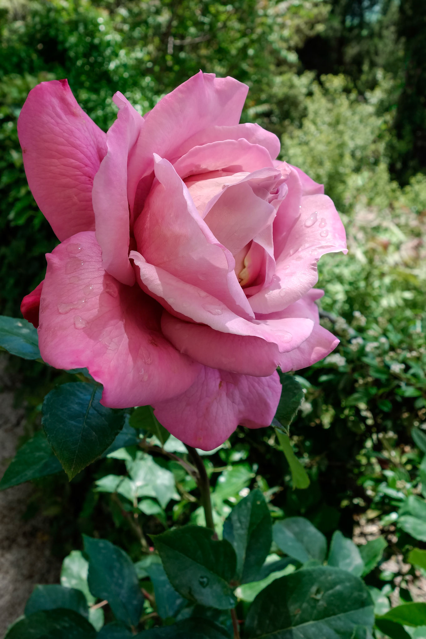 Rainwater droplets on a Pink Rose