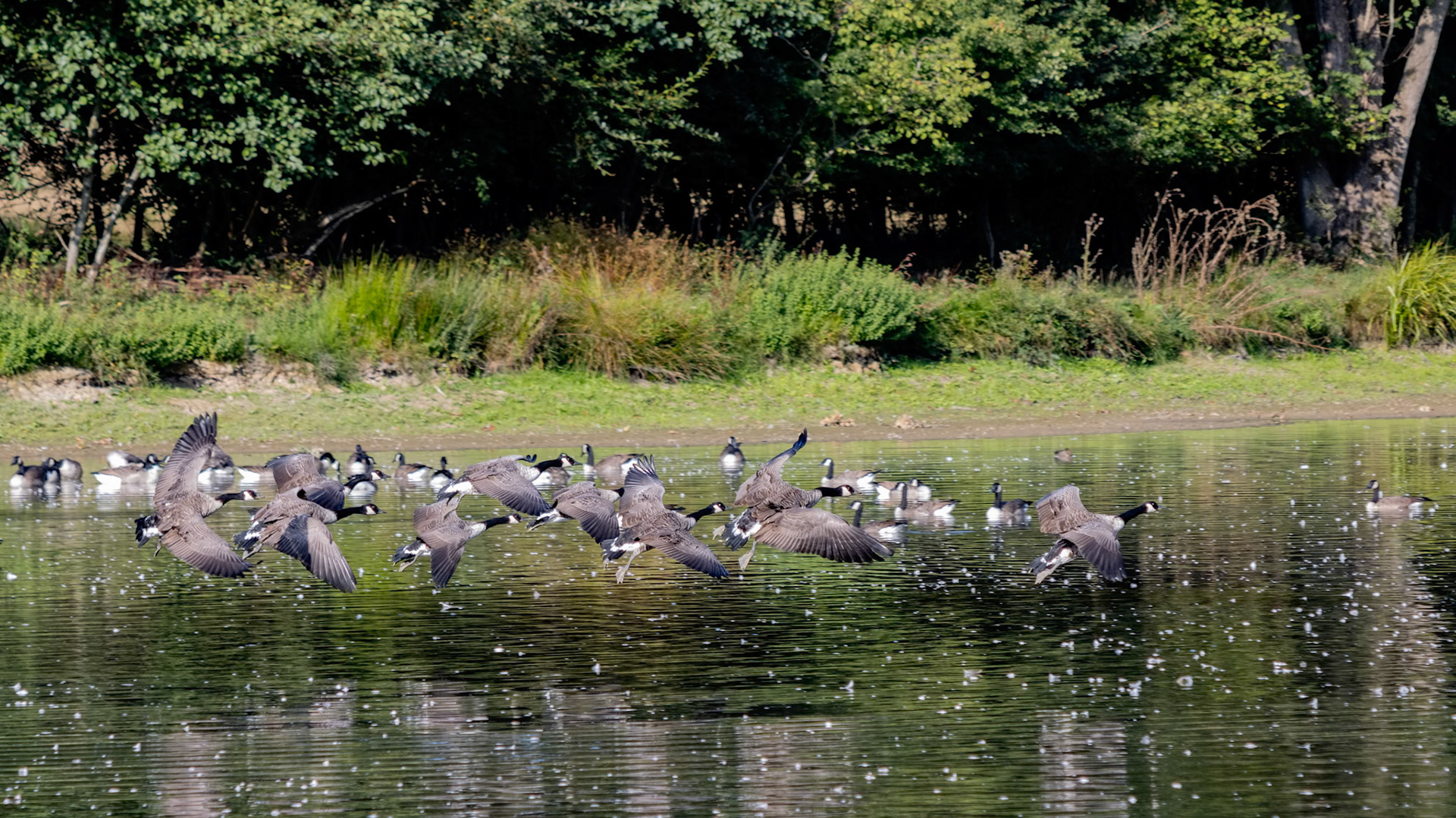Canada Geese (Branta canadensis) arriving at a lake in Sussex