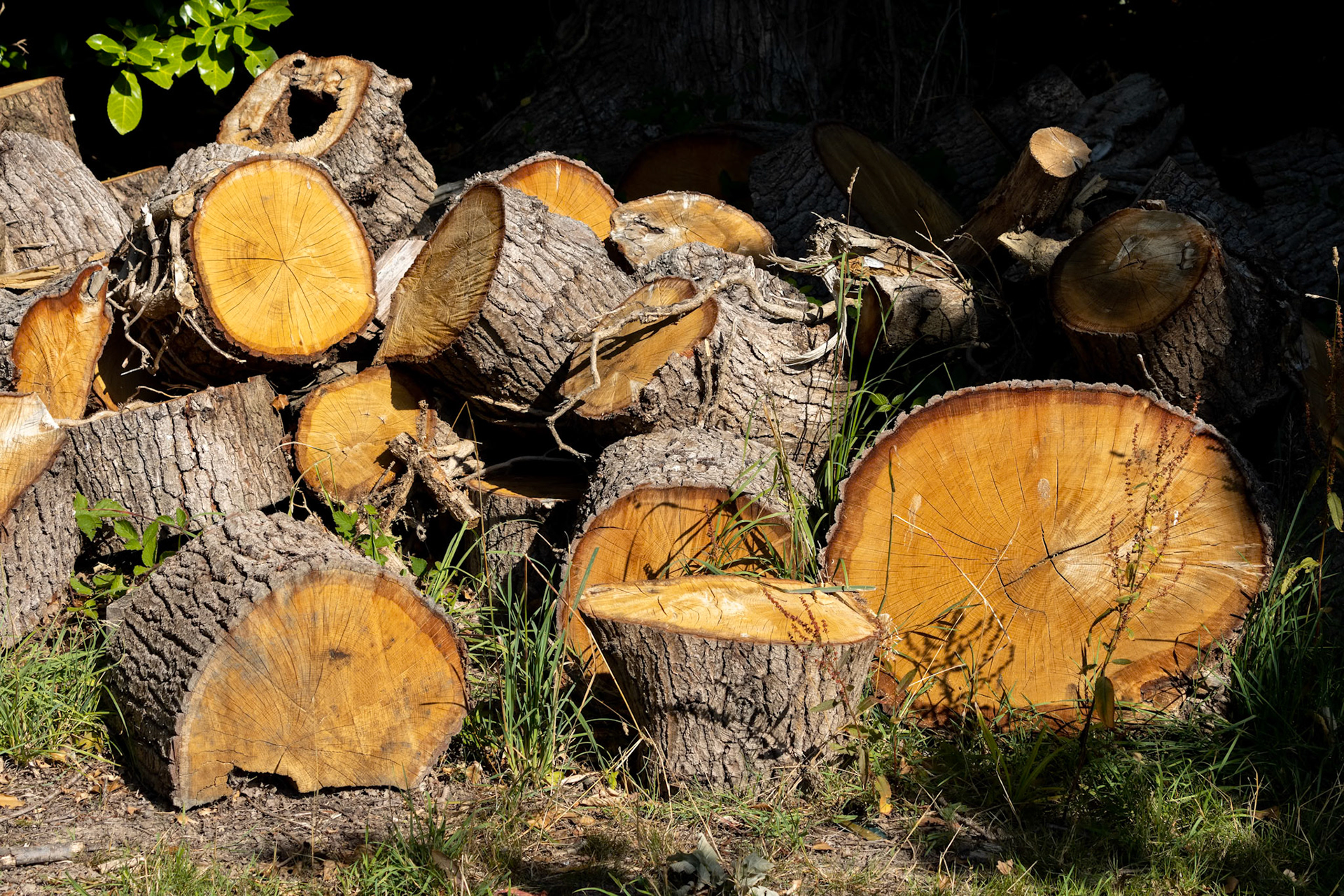 Stack of freshly sawn logs by Wilderness Lake in Tandridge