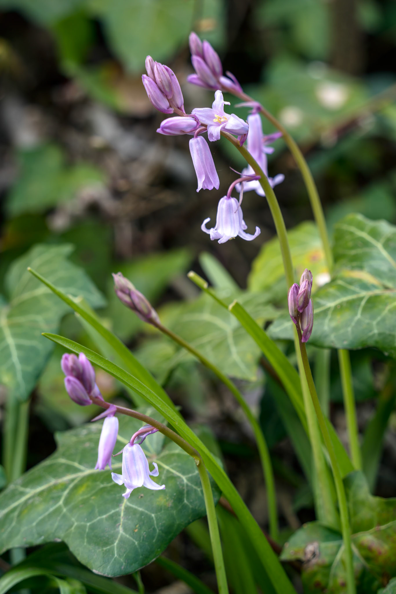Pink Bluebells flowering in East Grinstead