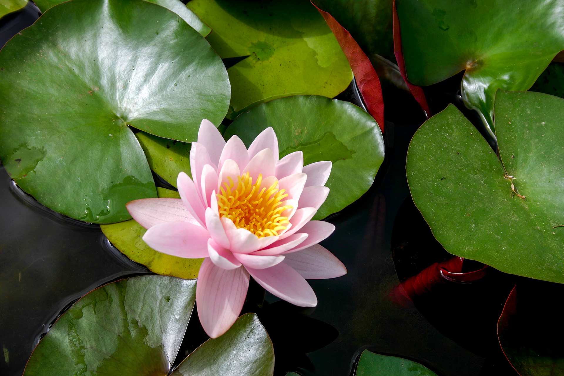 Pink Water Lily