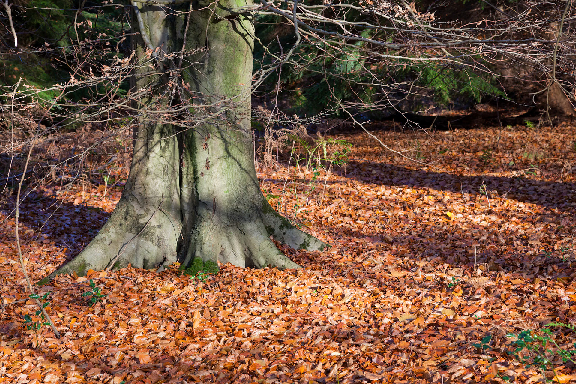 Colourful Beech tree leaves decorating the canopy floor in autumn
