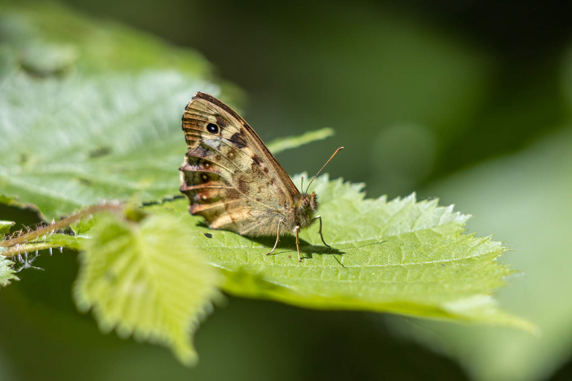 Speckled Wood Butterfly (Pararge aegeria) sitting on a leaf in the spring sunshine