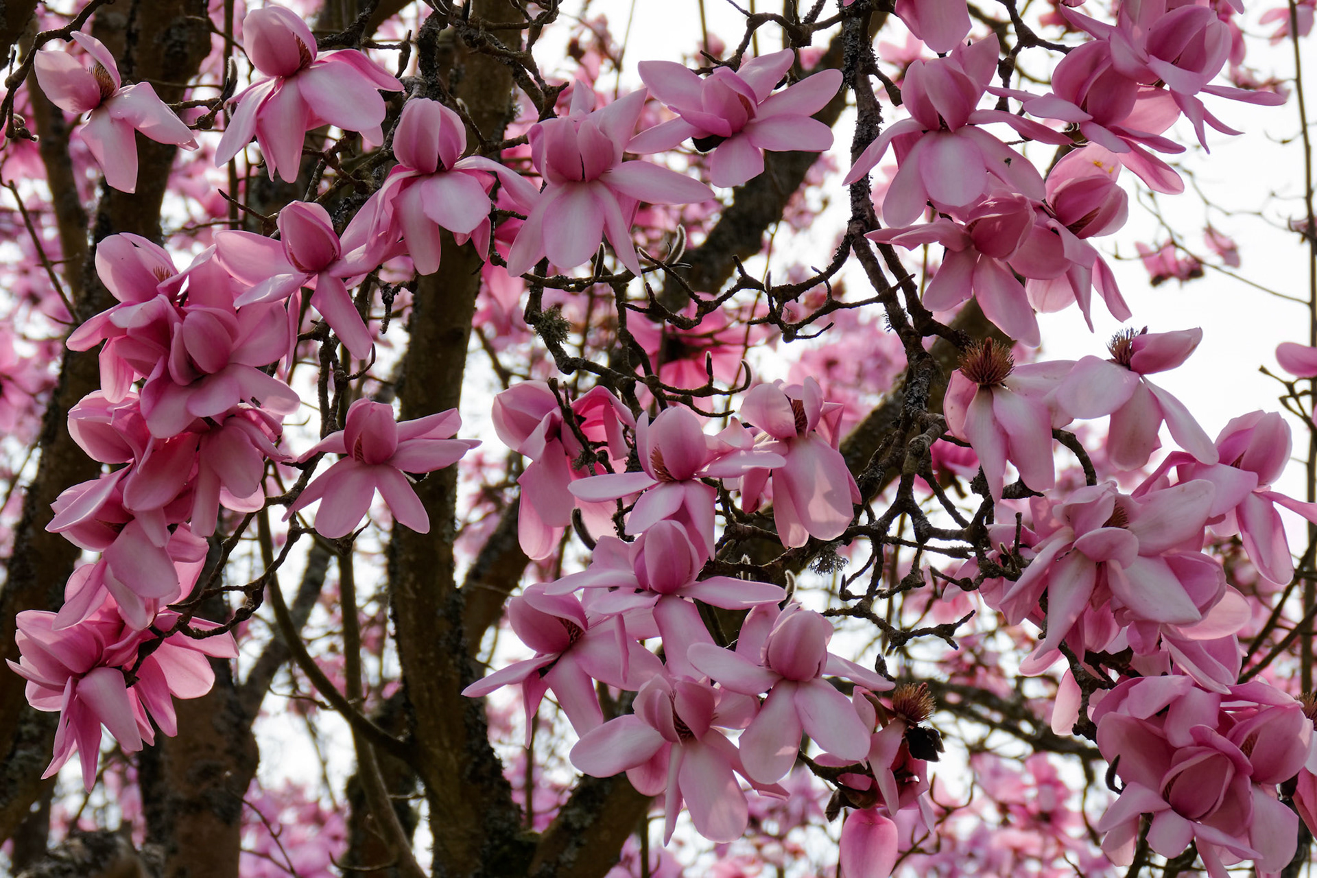 Pink Magnolia Flowering