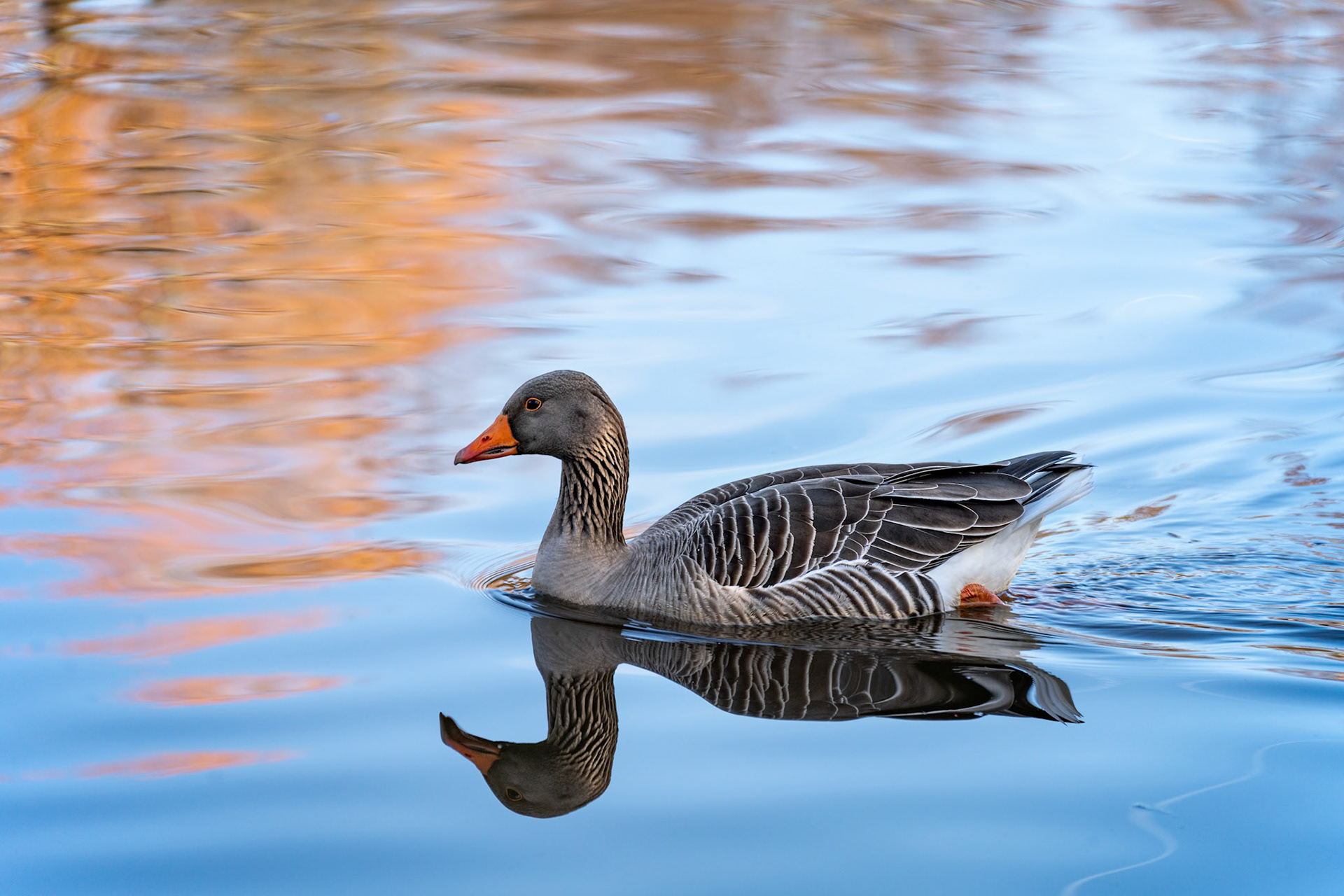 Greylag Goose (Anser anser) swimming in the lake at Riverside Garden Park