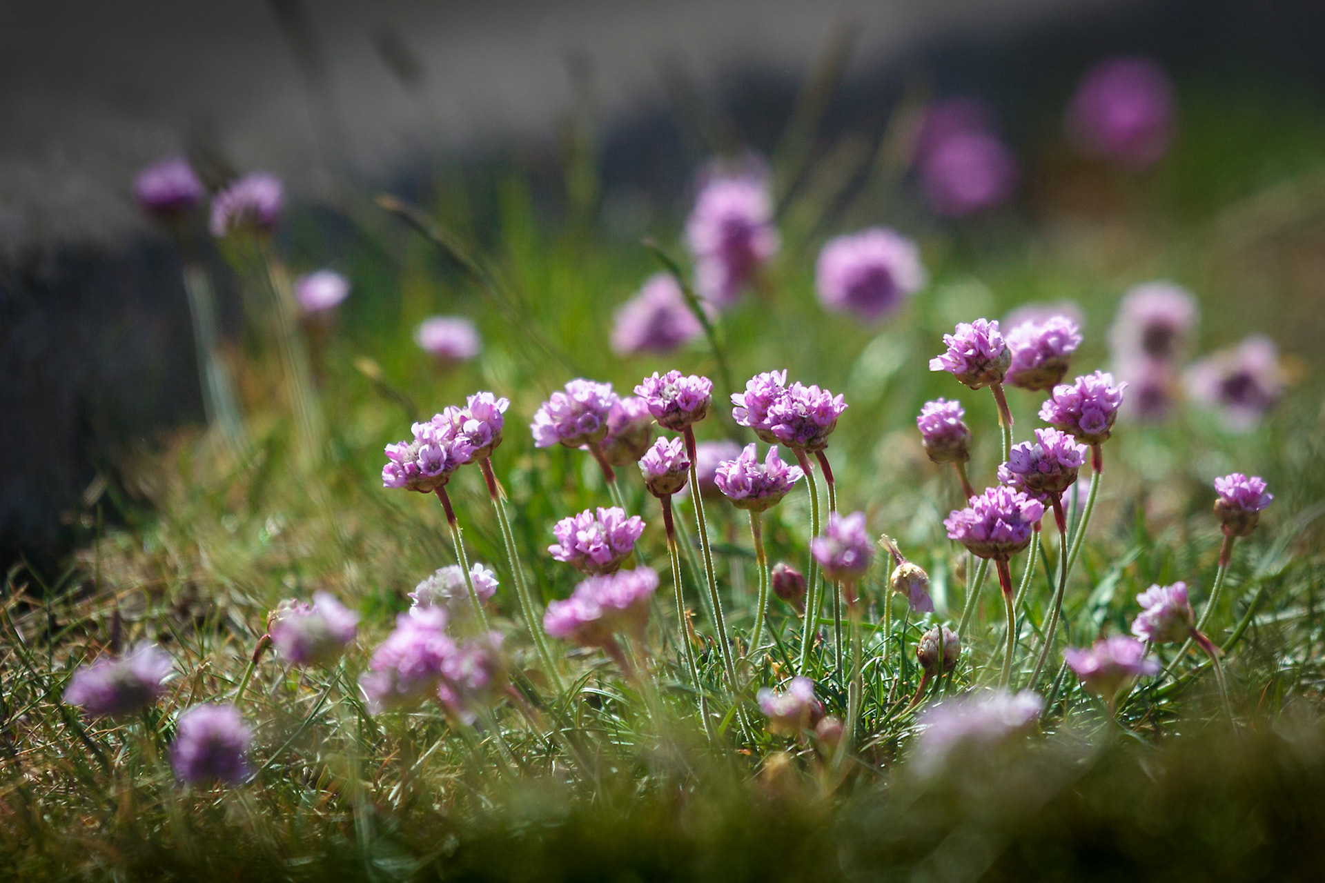 Sea Pinks (Armeria)