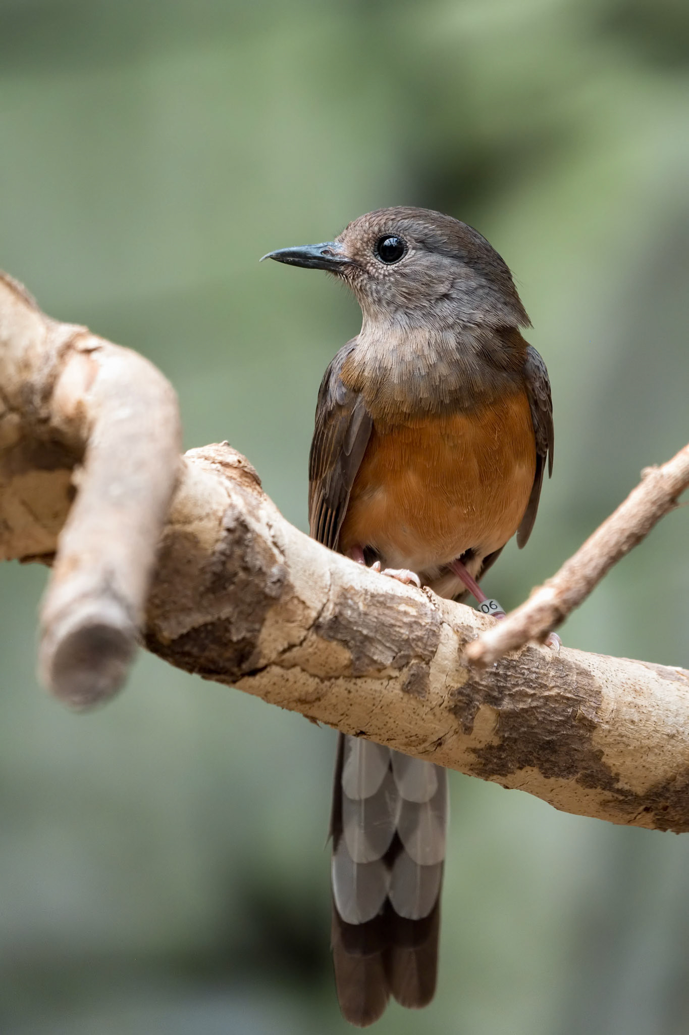White-rumped Shama (Copsychus malabaricus)