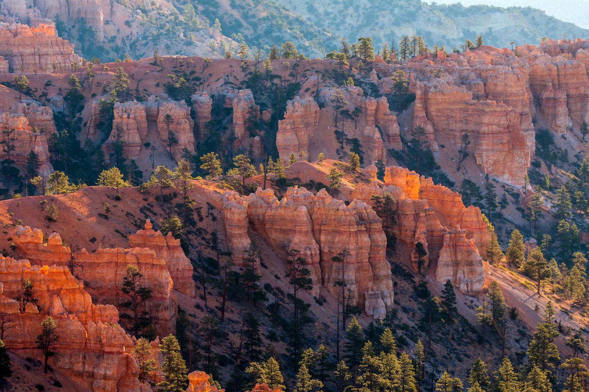Sun Kissed Hoodoos and Pine Trees in Bryce Canyon