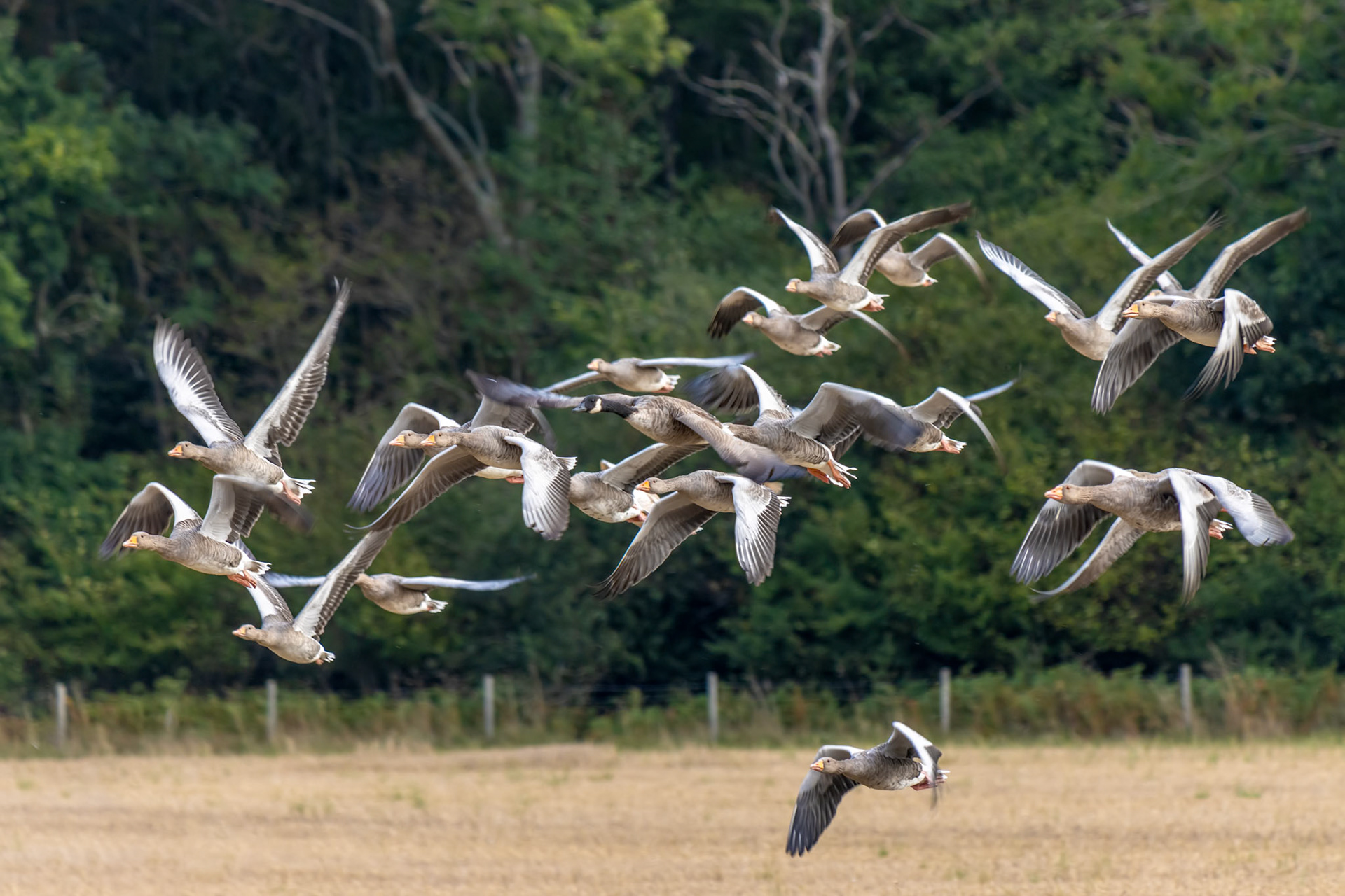 Greylag Geese (Anser anser) flying over a recently harvested wheat field