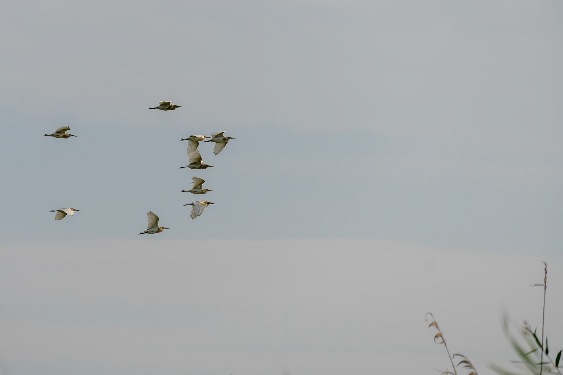 Great White Pelicans (pelecanus onocrotalus) flying over the Danube Delta