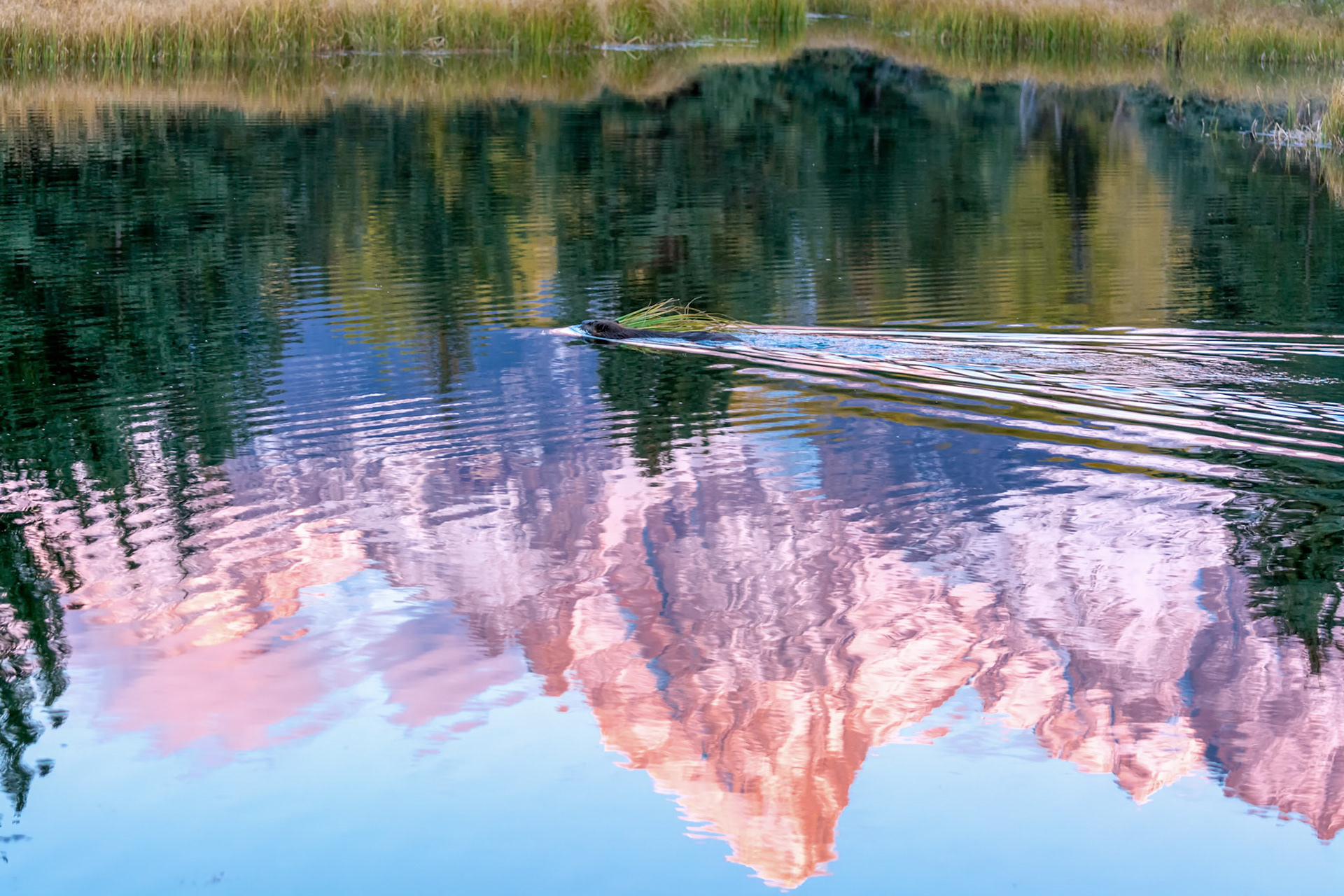 North American Beaver (Castor canadensis)