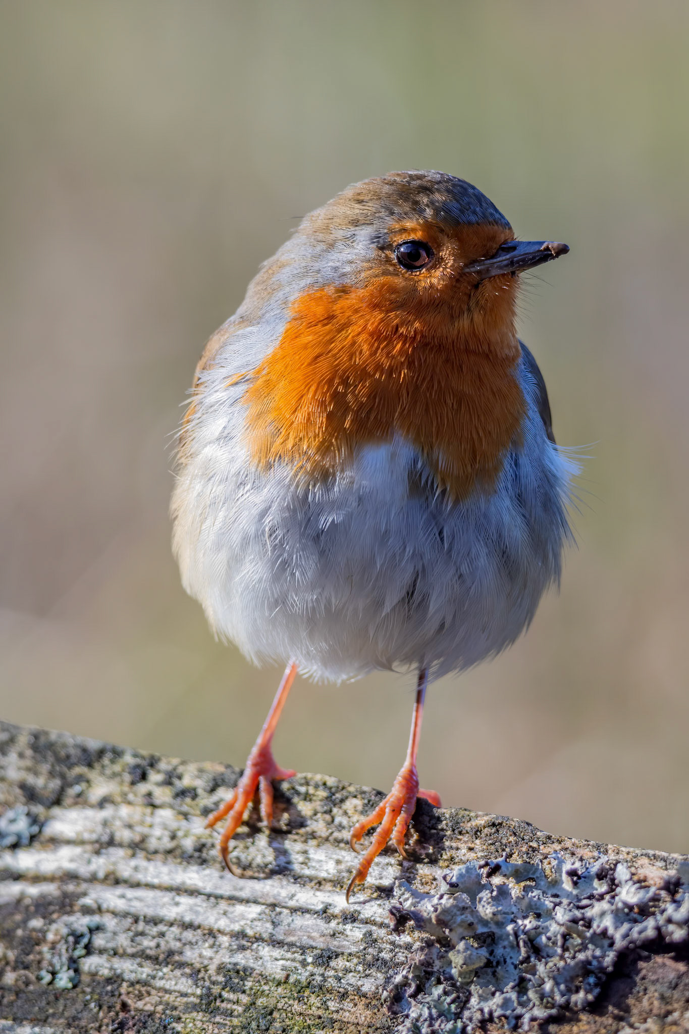 Robin standing on a log in the autumn sunshine