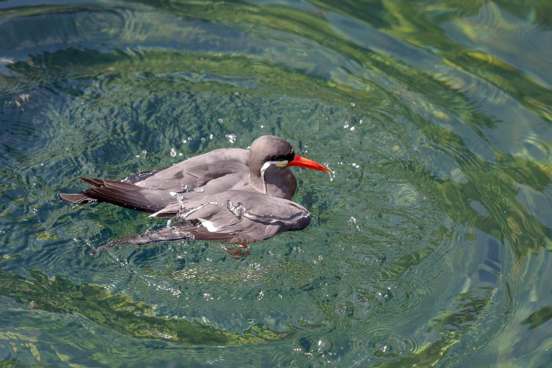 Inca Tern (Larosterna inca)