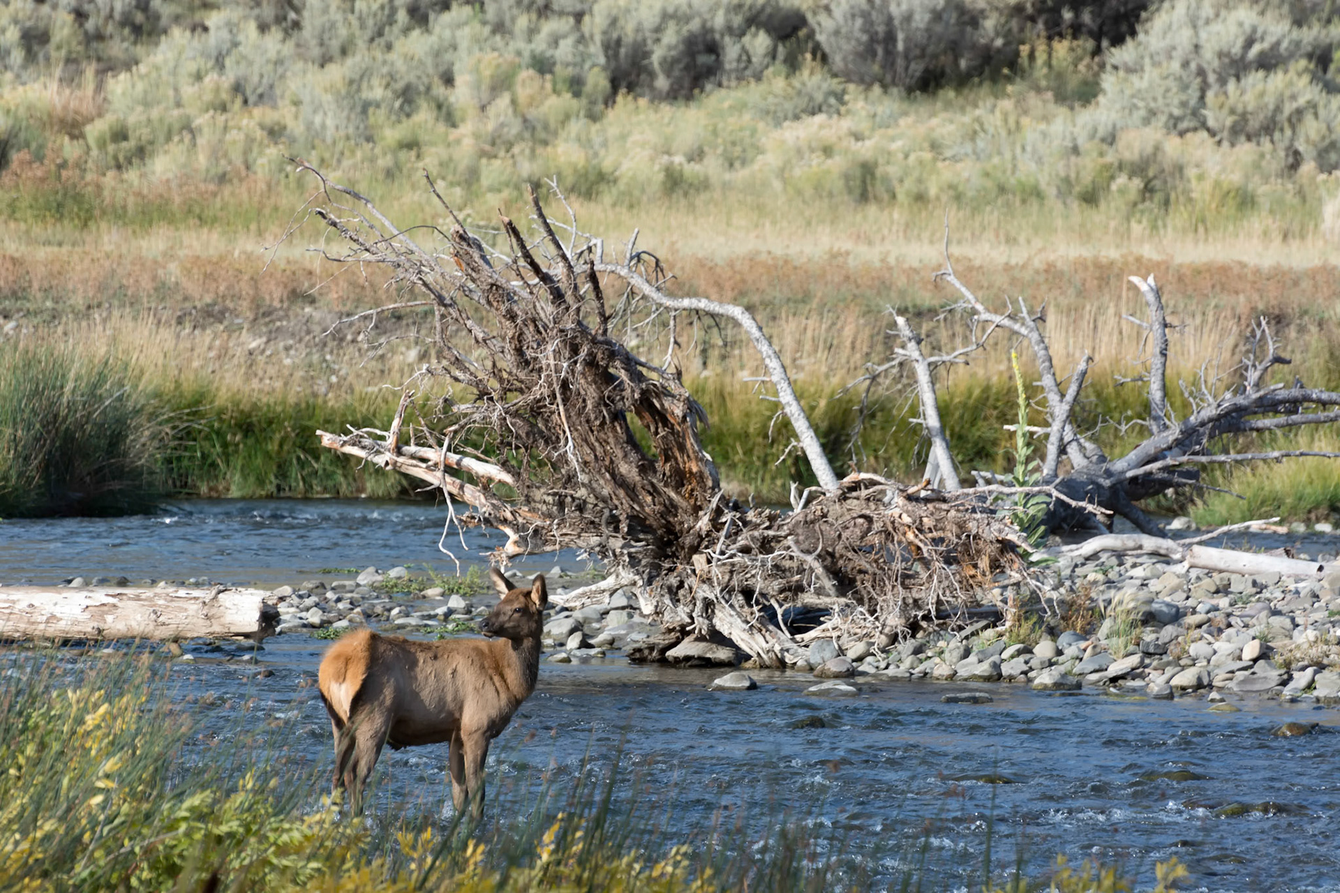 Elk or Wapiti (Cervus canadensis)