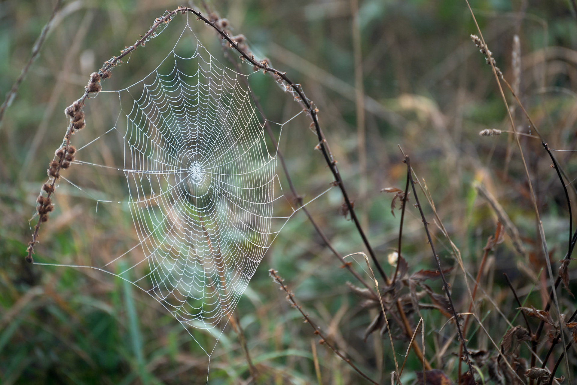 Spiders web glistening with water droplets from the autumn dew