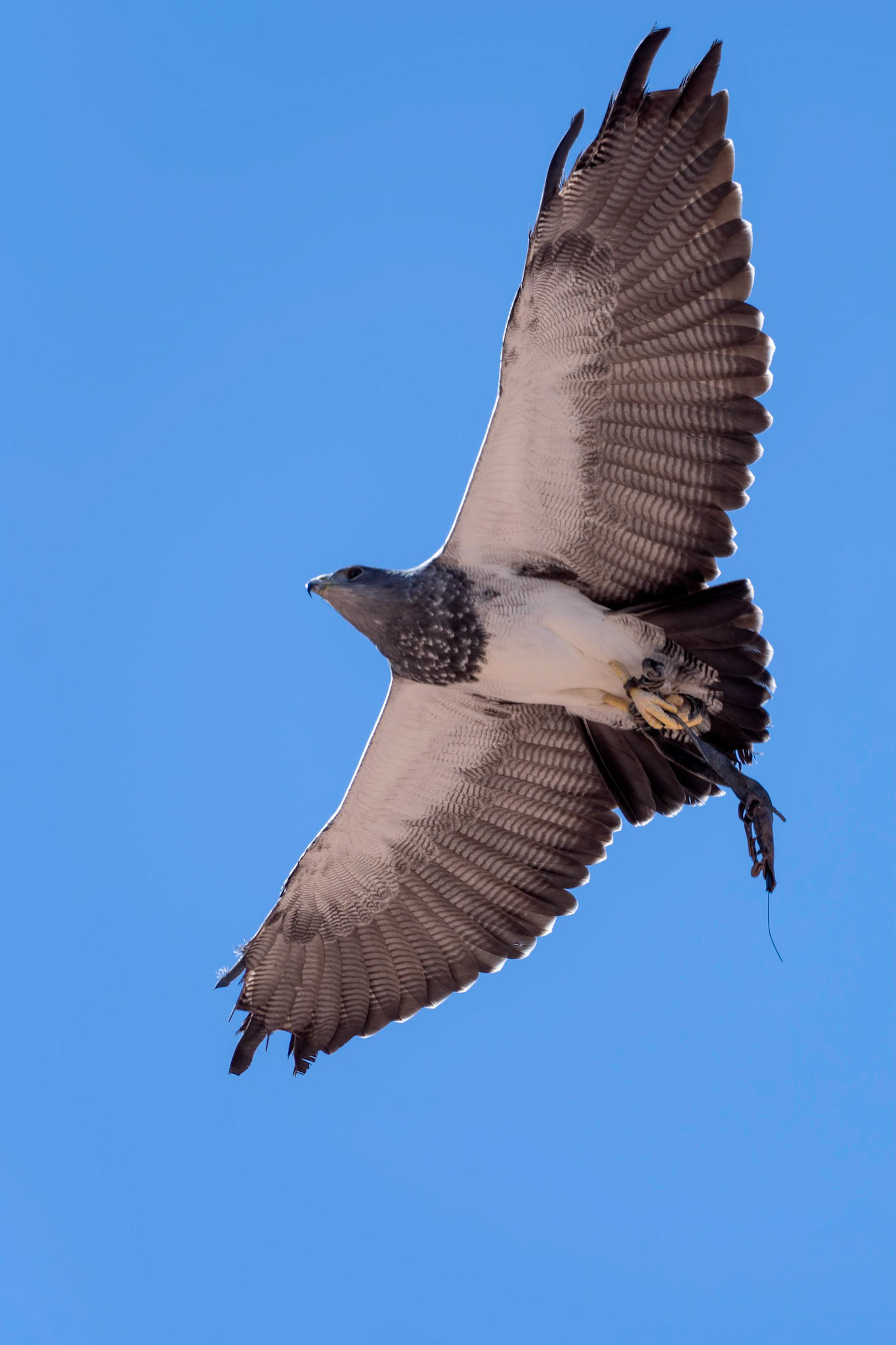 MASPALOMAS, GRAN CANARIA, SPAIN - MARCH 8 : Black Chested Buzzard Eagle in flight at Palmitos Park, Maspalomas, Gran Canaria, Canary Islands, Spain on March 8, 2022