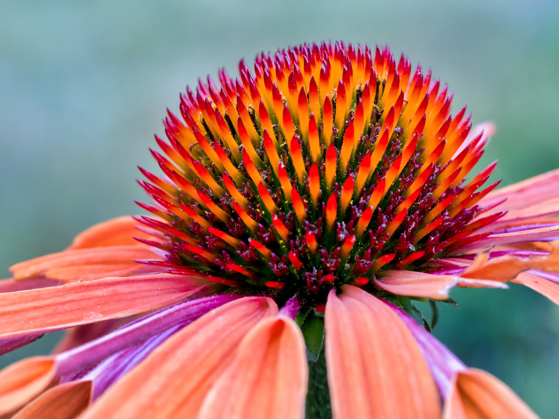 Macro shot of a pink and orange Echinacea flower head