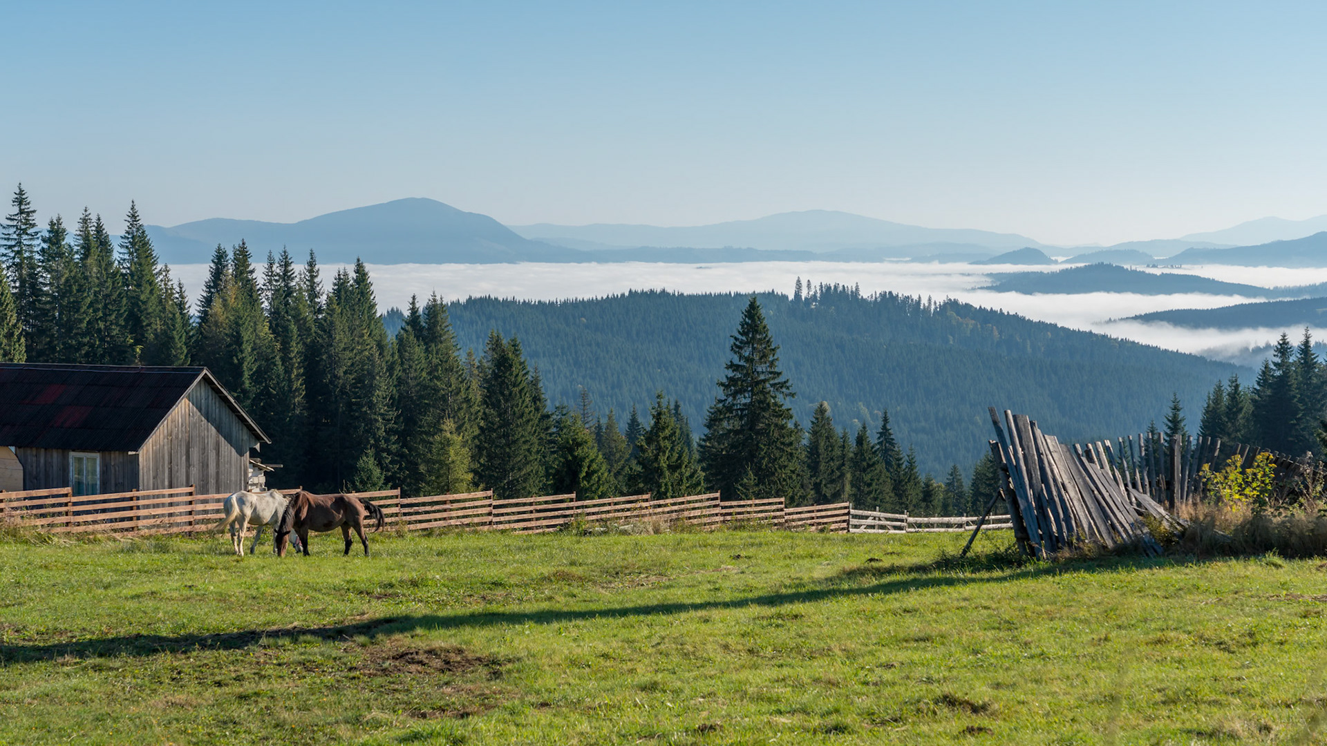 BISTRITA, TRANSYLVANIA/ROMANIA - SEPTEMBER 18 : Horses grazing on a farm near Bistrita Transylvania Romania on September 18, 2018