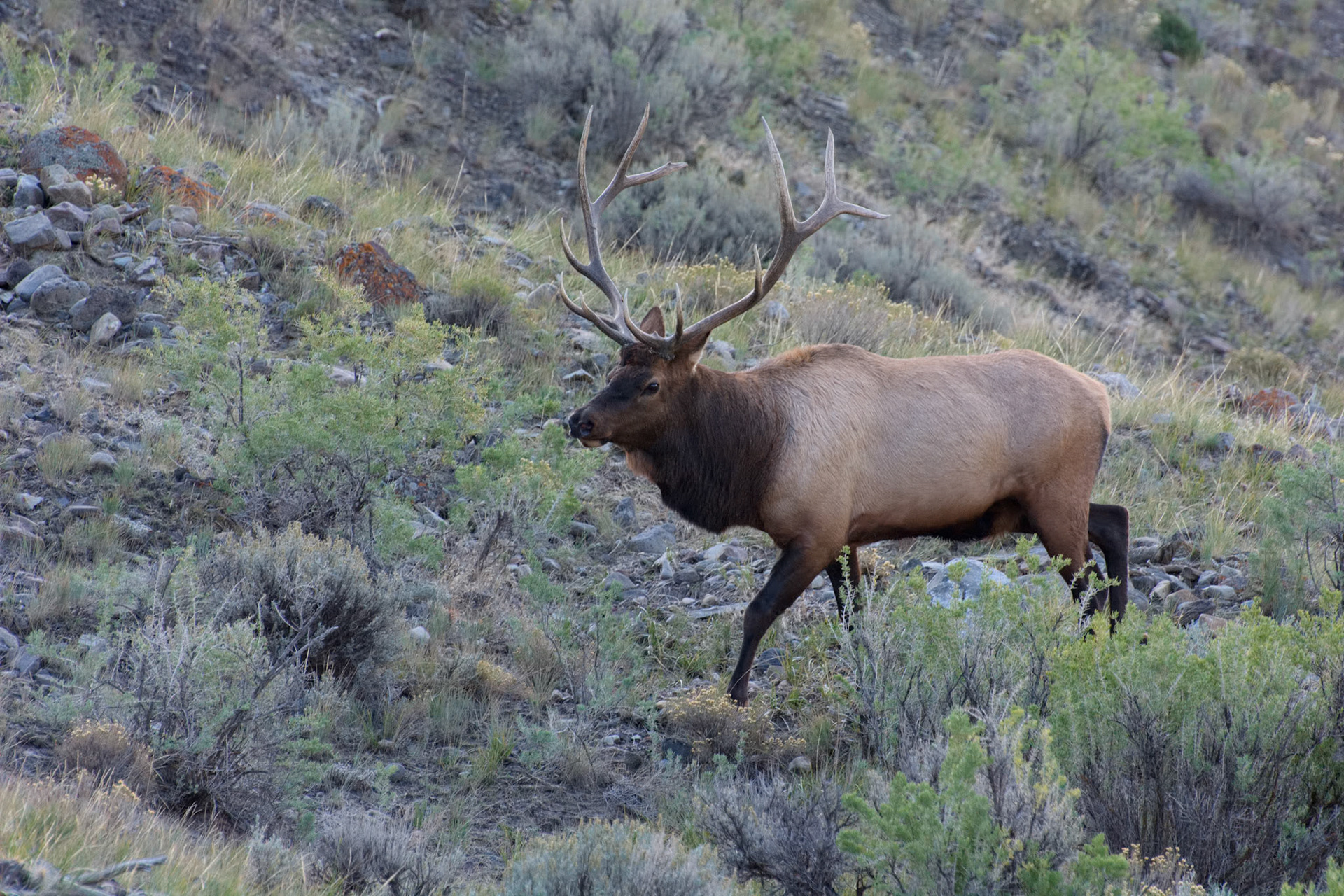 Elk or Wapiti (Cervus canadensis)