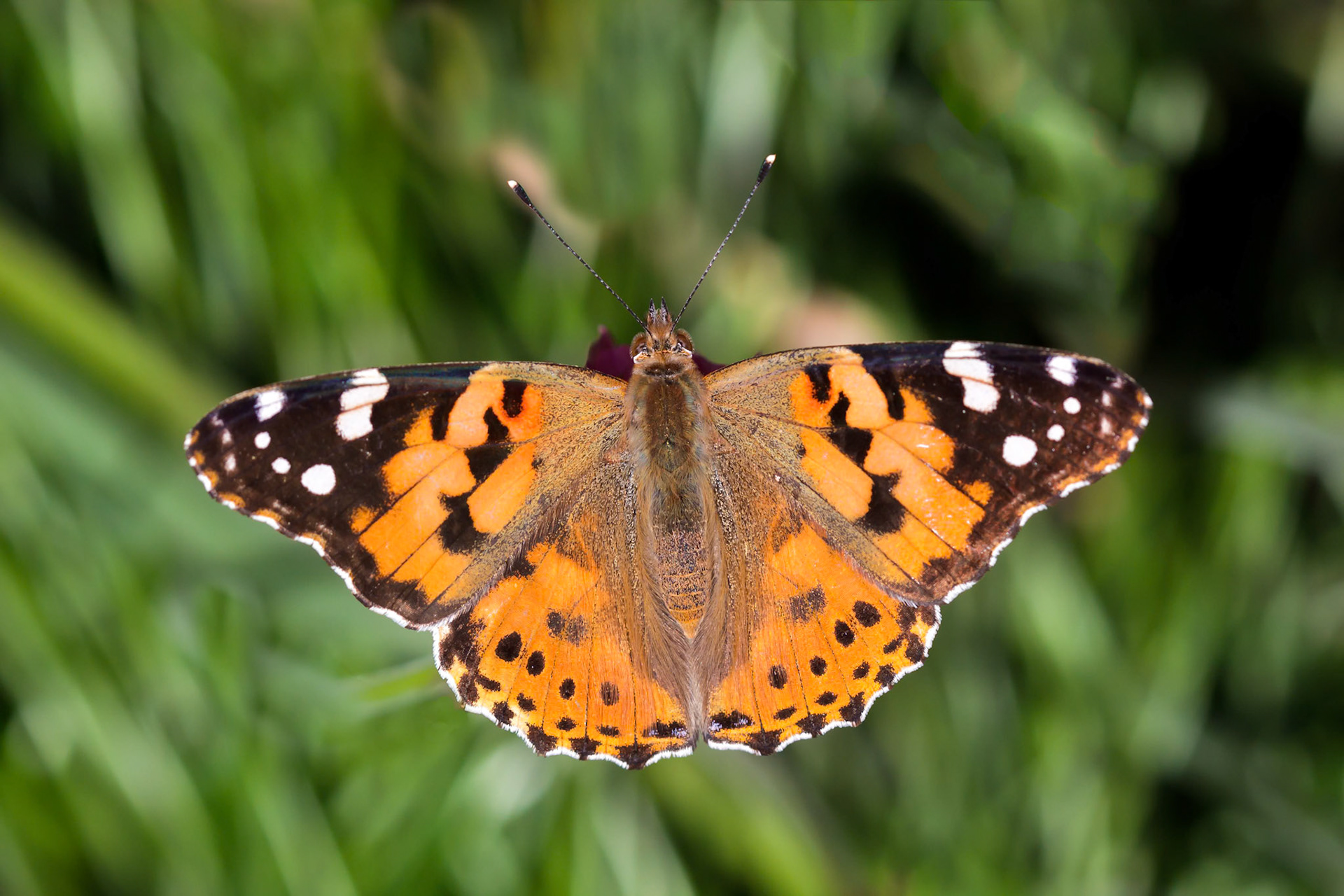Close-up of a Painted Lady (Vanessa cardui) Butterfly
