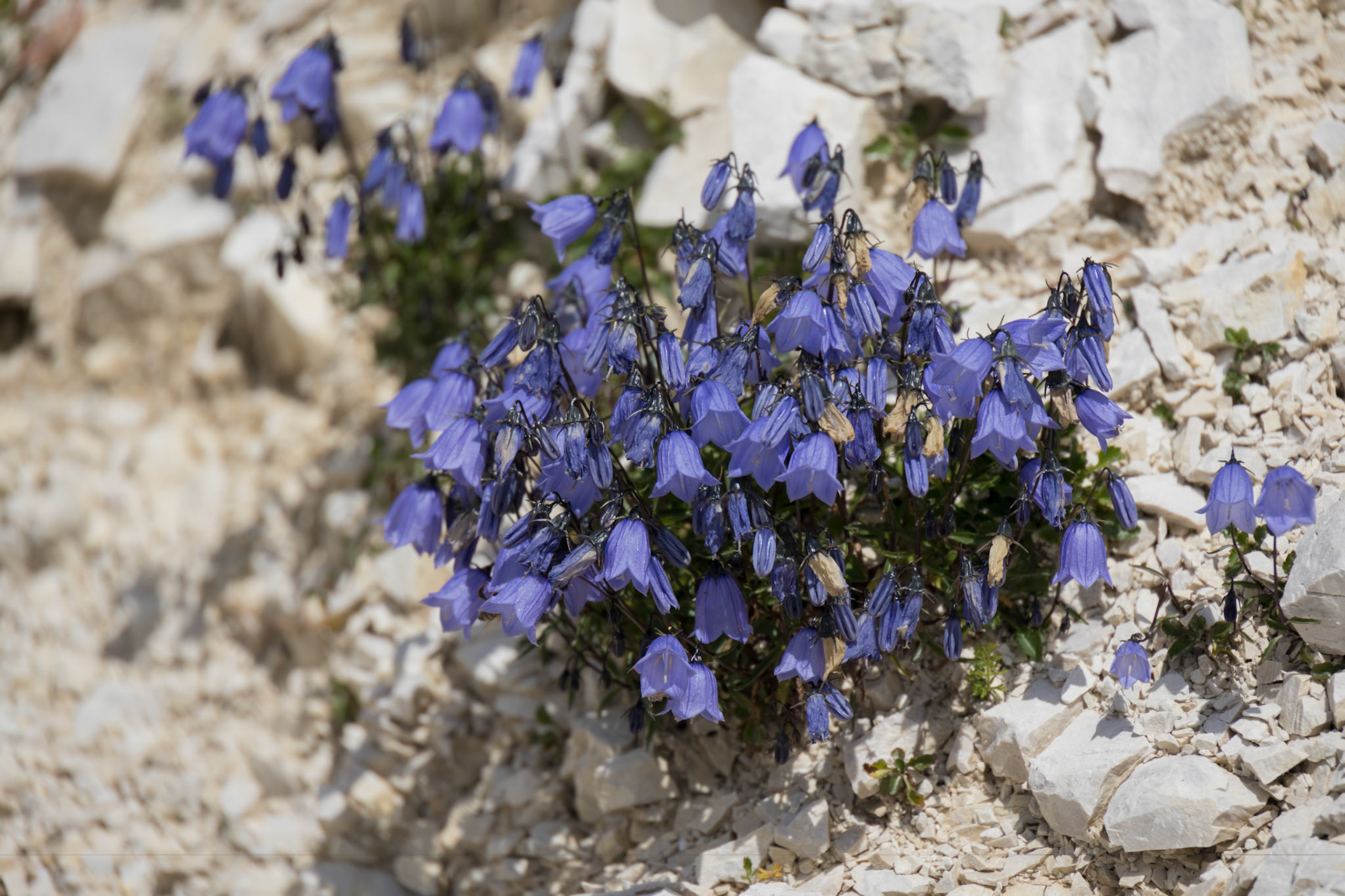 Bellflower (Campanula cochleariifolia) growing wild in the Dolomites