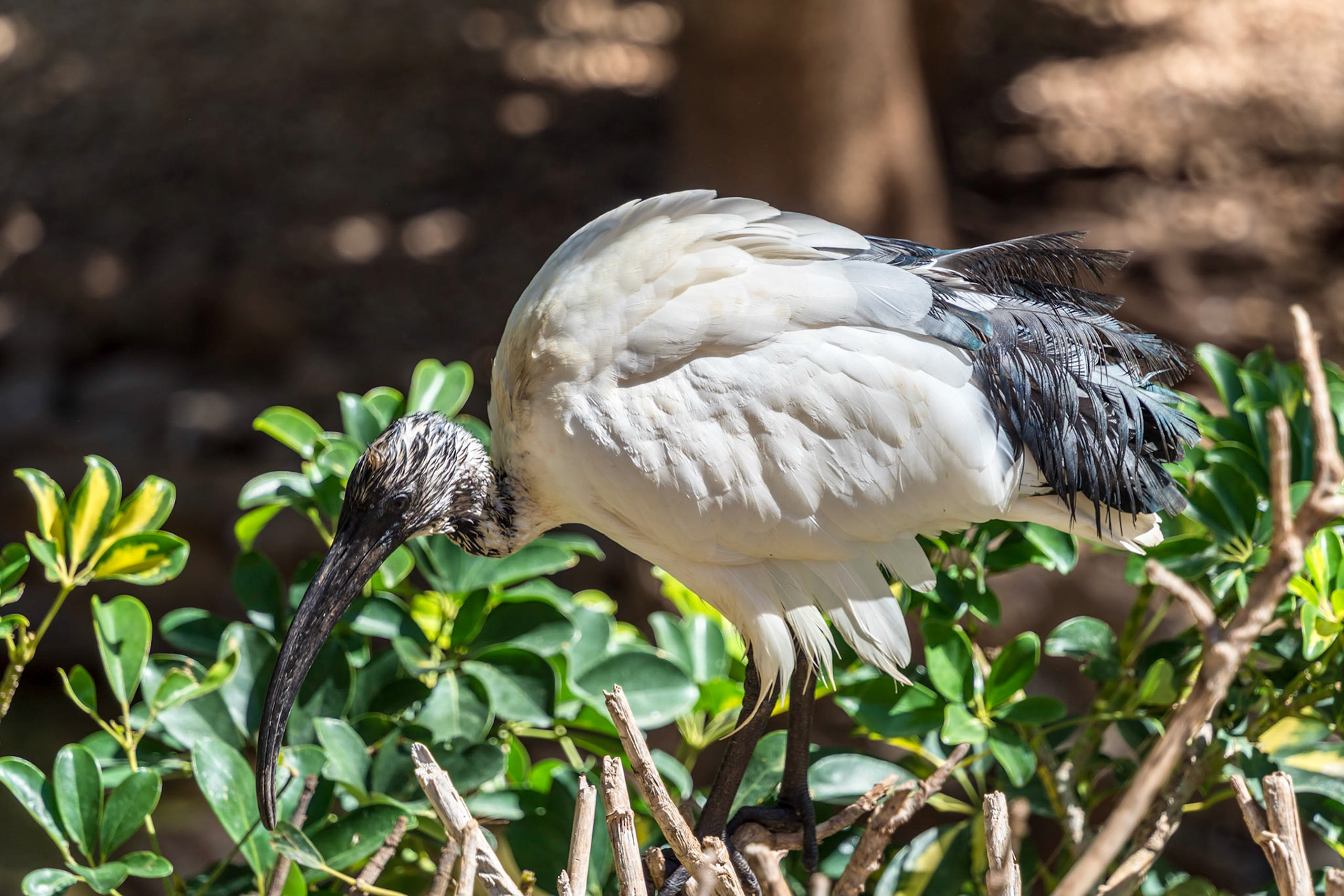 MASPALOMAS, GRAN CANARIA, SPAIN - MARCH 8 : Australian White Ibis at Palmitos Park, Maspalomas, Gran Canaria, Canary Islands, Spain on March 8, 2022