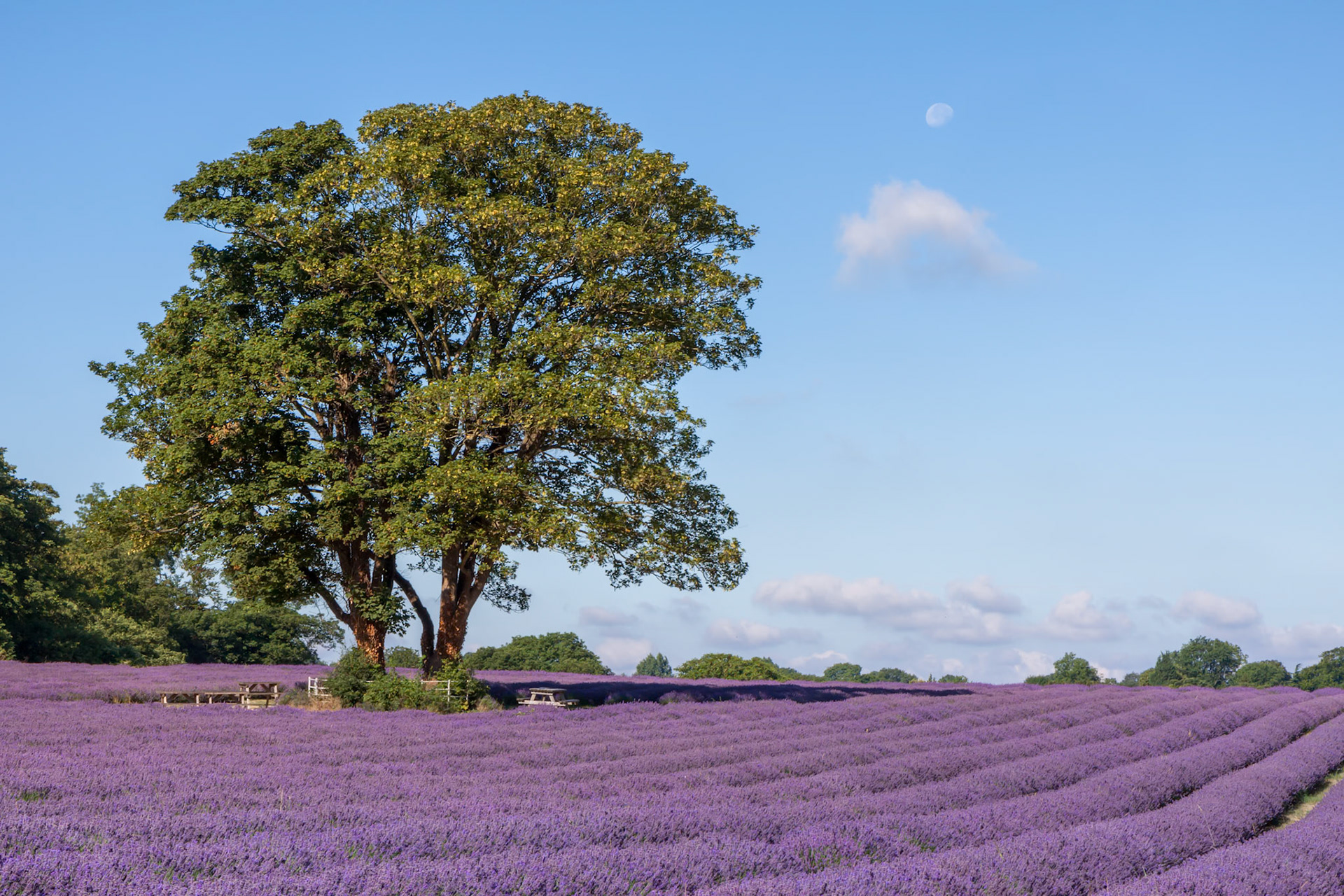 Lavender field in Banstead